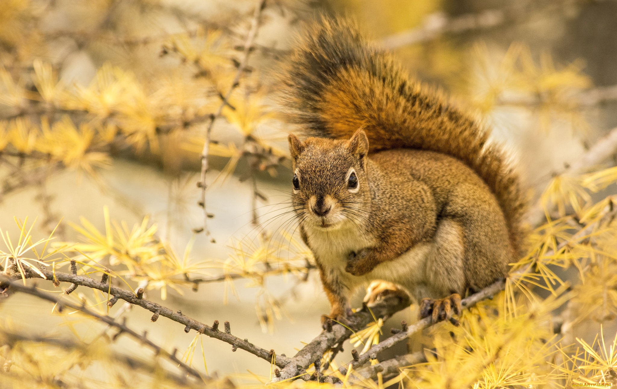 животные, белки, хвост, зверек