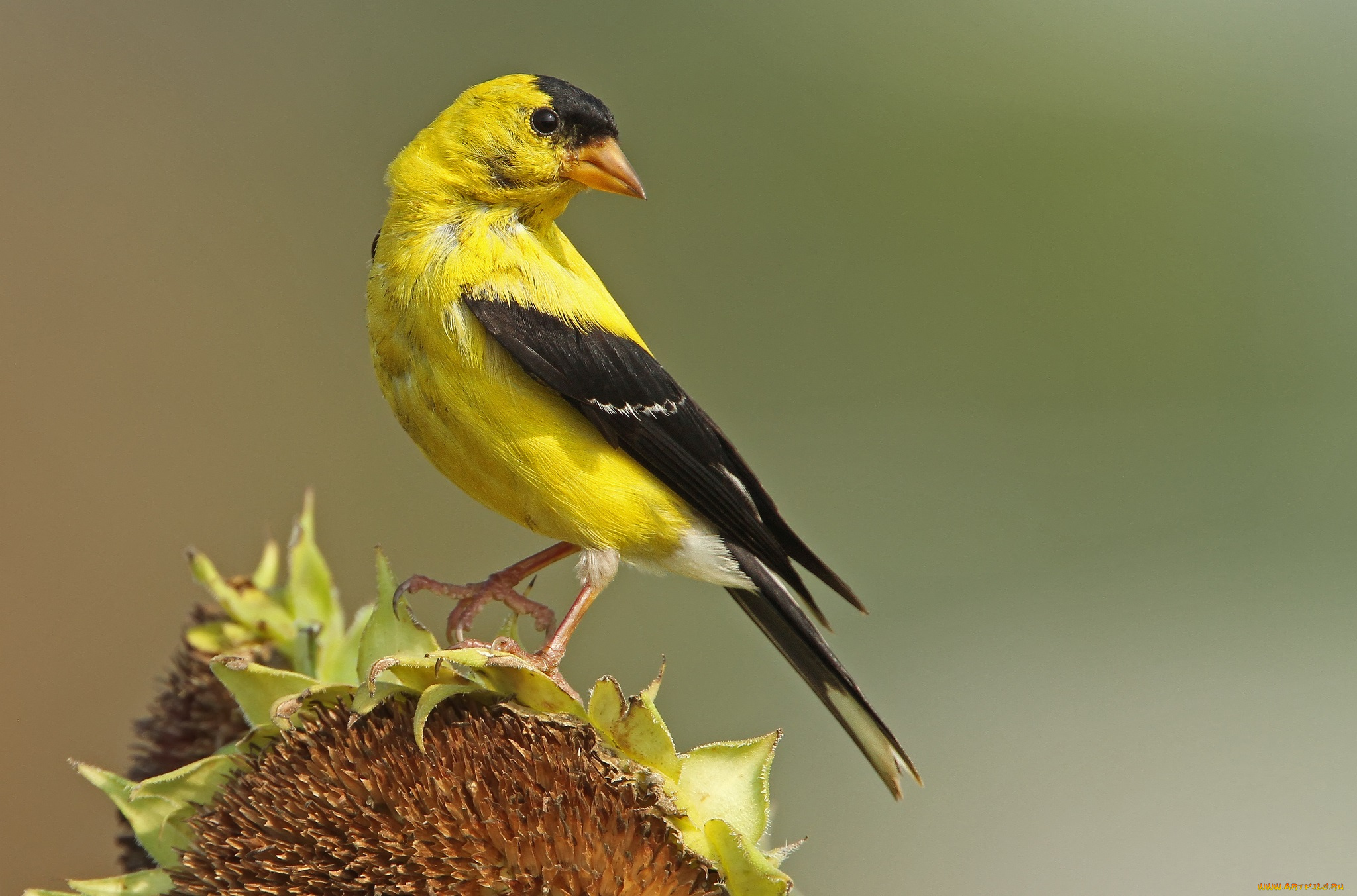 животные, птицы, птичка, подсолнух