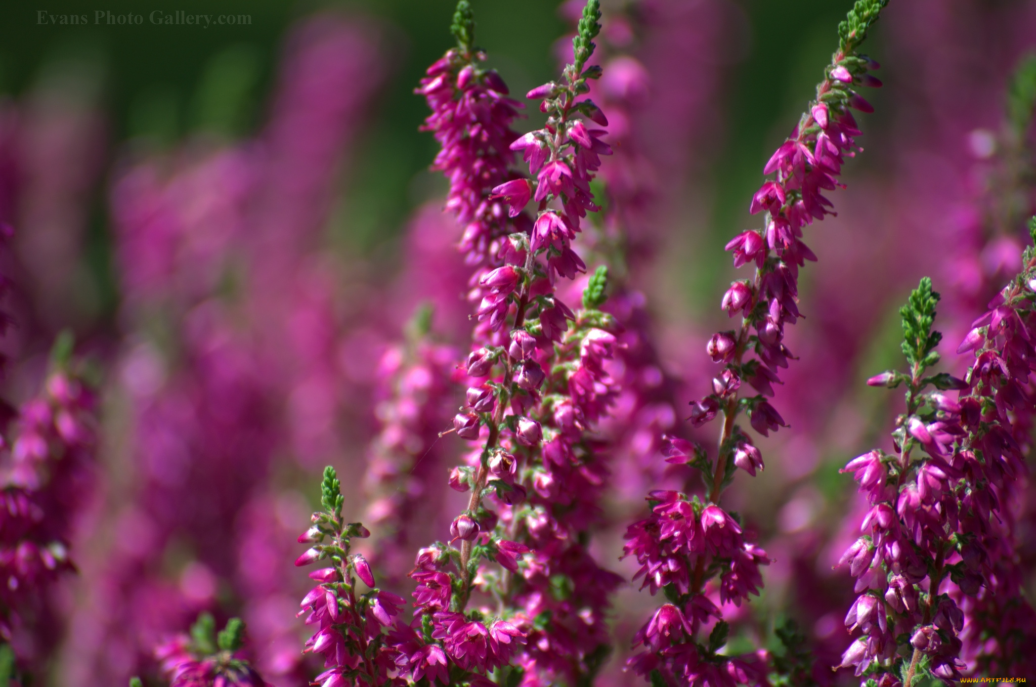 цветы, вереск, эрики, малиновый