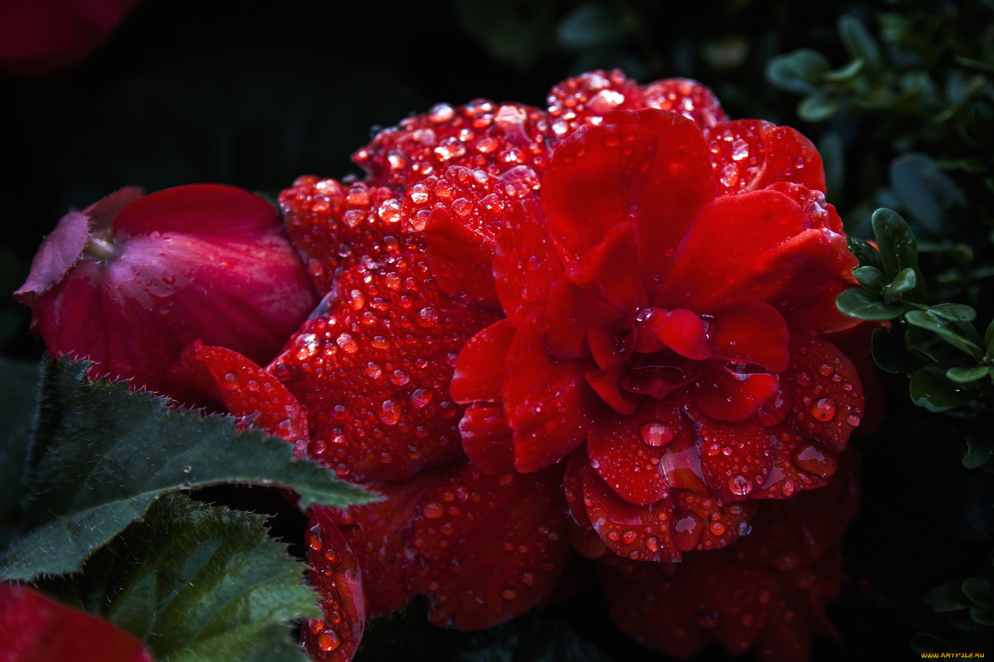 цветы, бегония, красный, капли