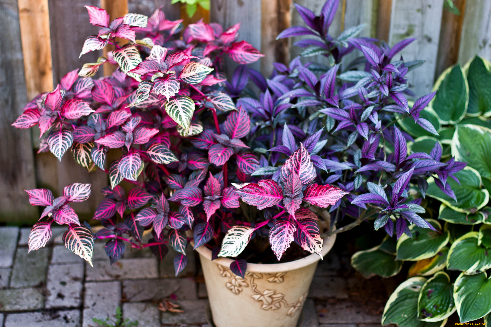 цветы, колеусы, каладиумы, листья