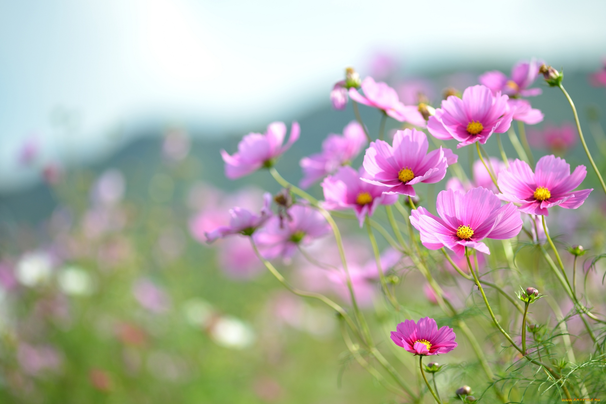 цветы, космея, розовый, небо
