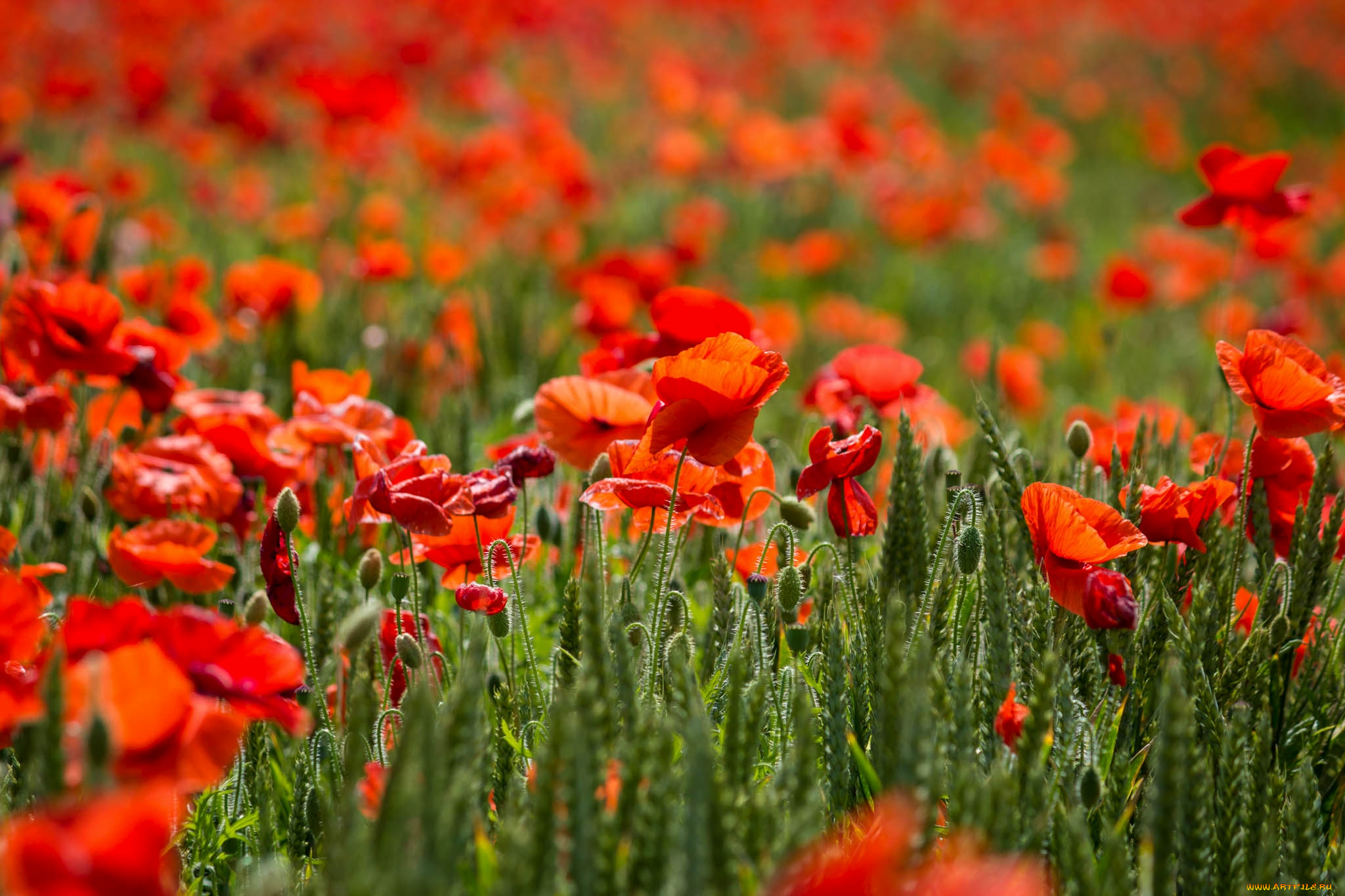 цветы, маки, красный