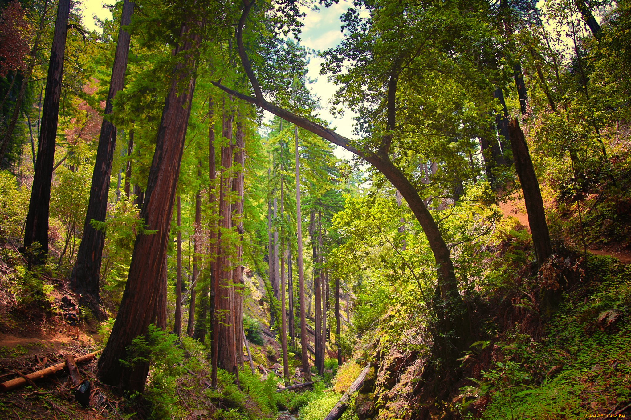 природа, лес, чаща