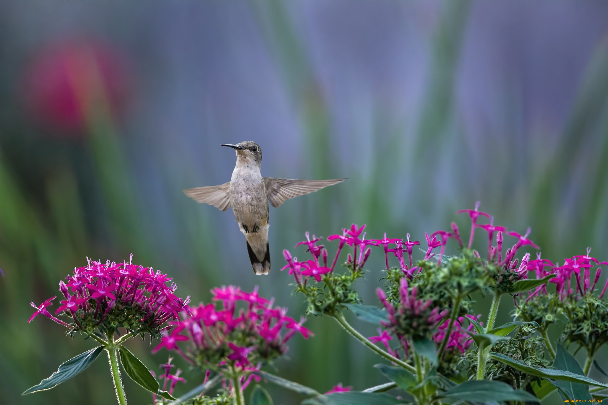 животные, колибри, полет, цветы