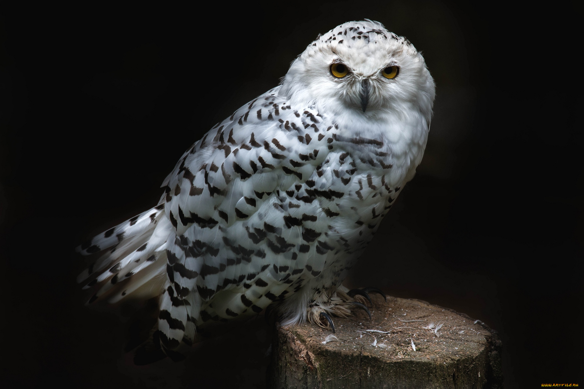 животные, совы, полярная, сова