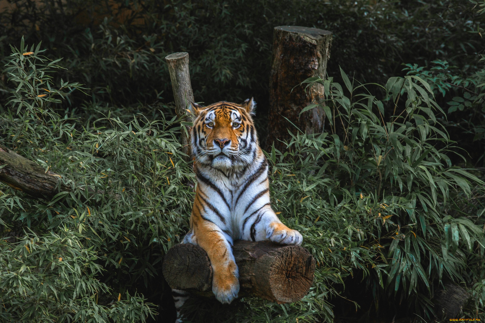 животные, тигры, заросли, хищник