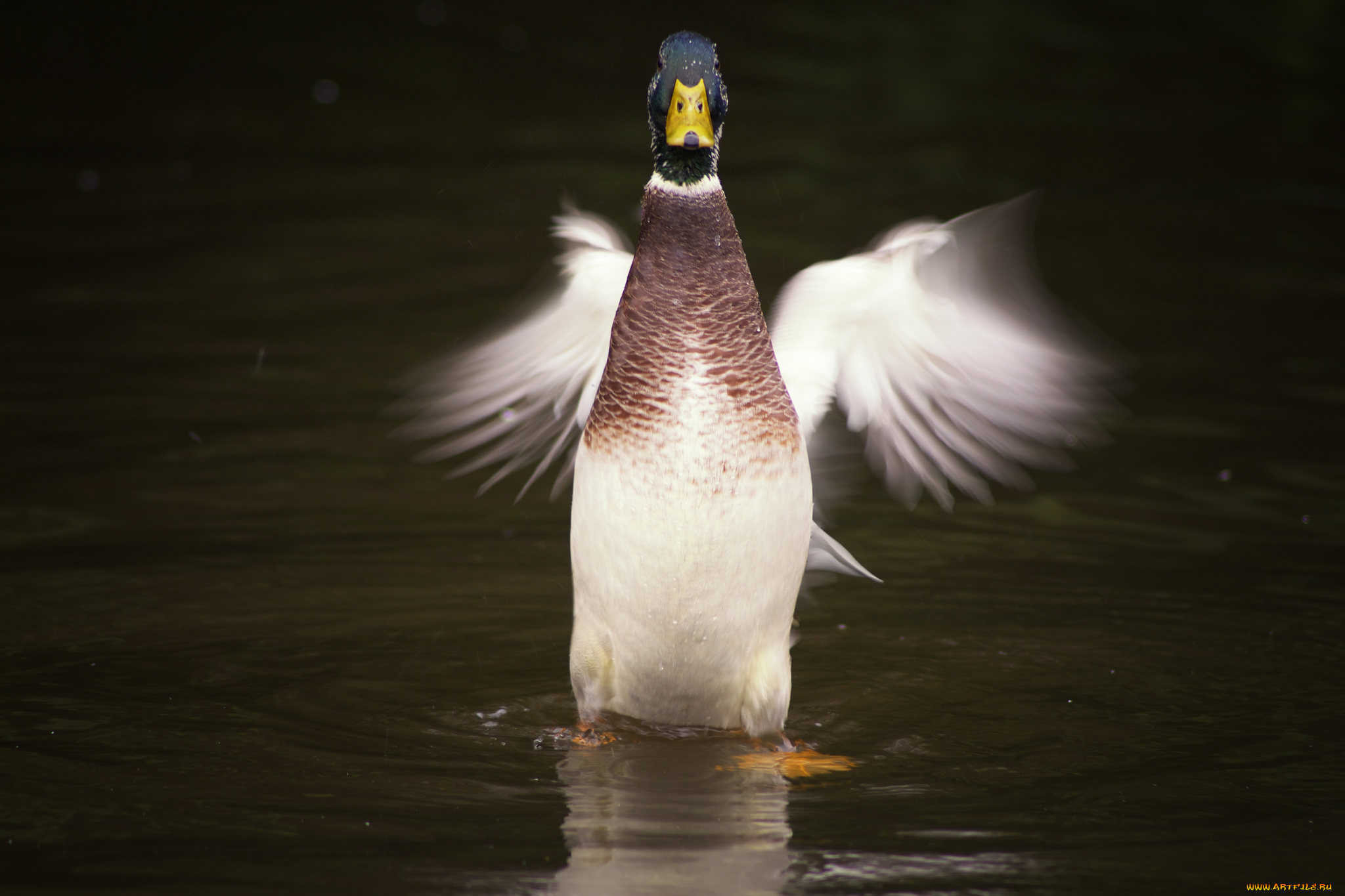 животные, утки, вода, стойка, утка