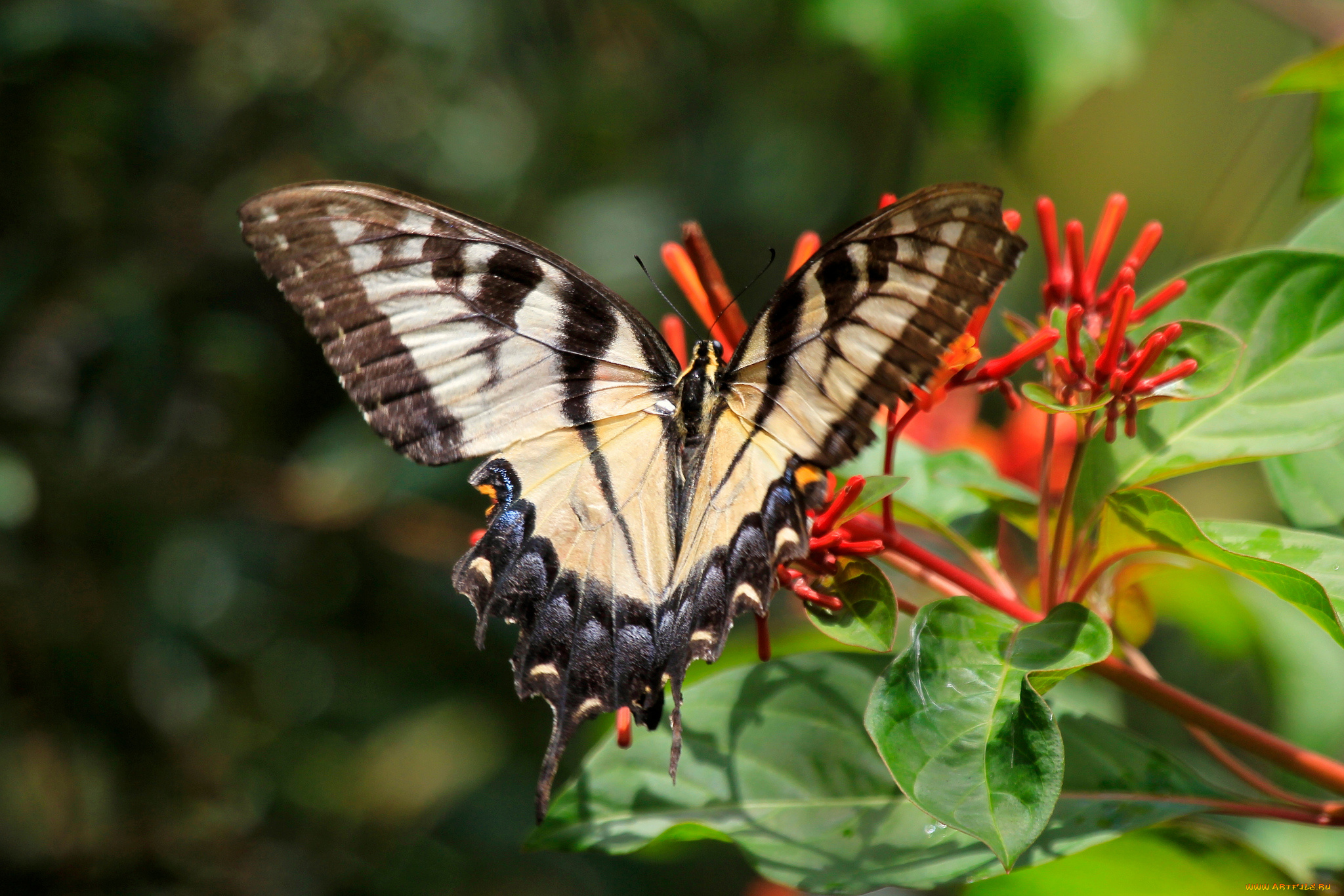 животные, бабочки, бабочка, цветки, дерево