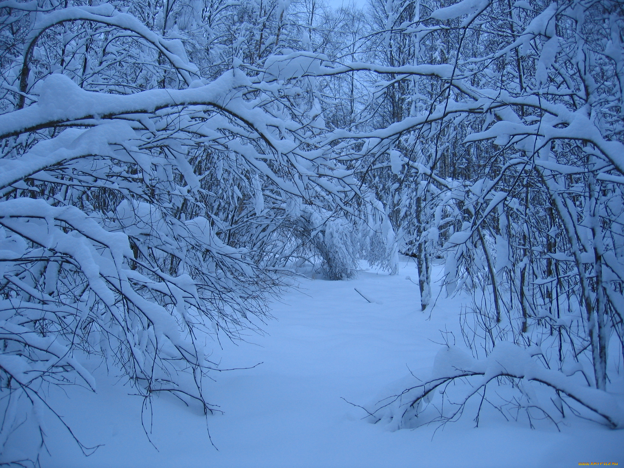 природа, зима, снег, деревья