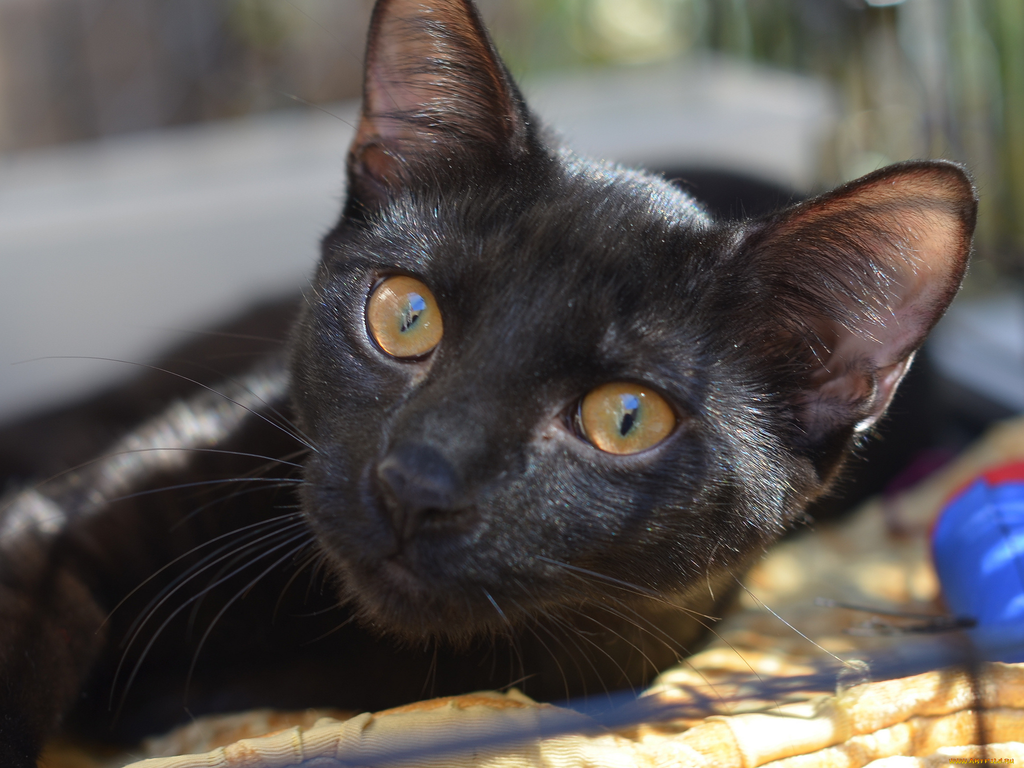 животные, коты, кошка, мордочка, взгляд