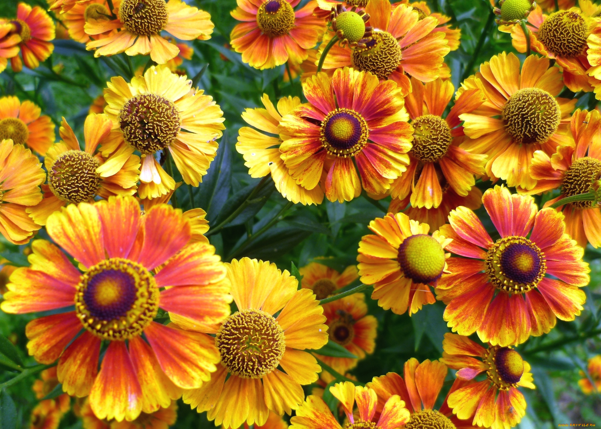 цветы, гайлардии, гелениумы