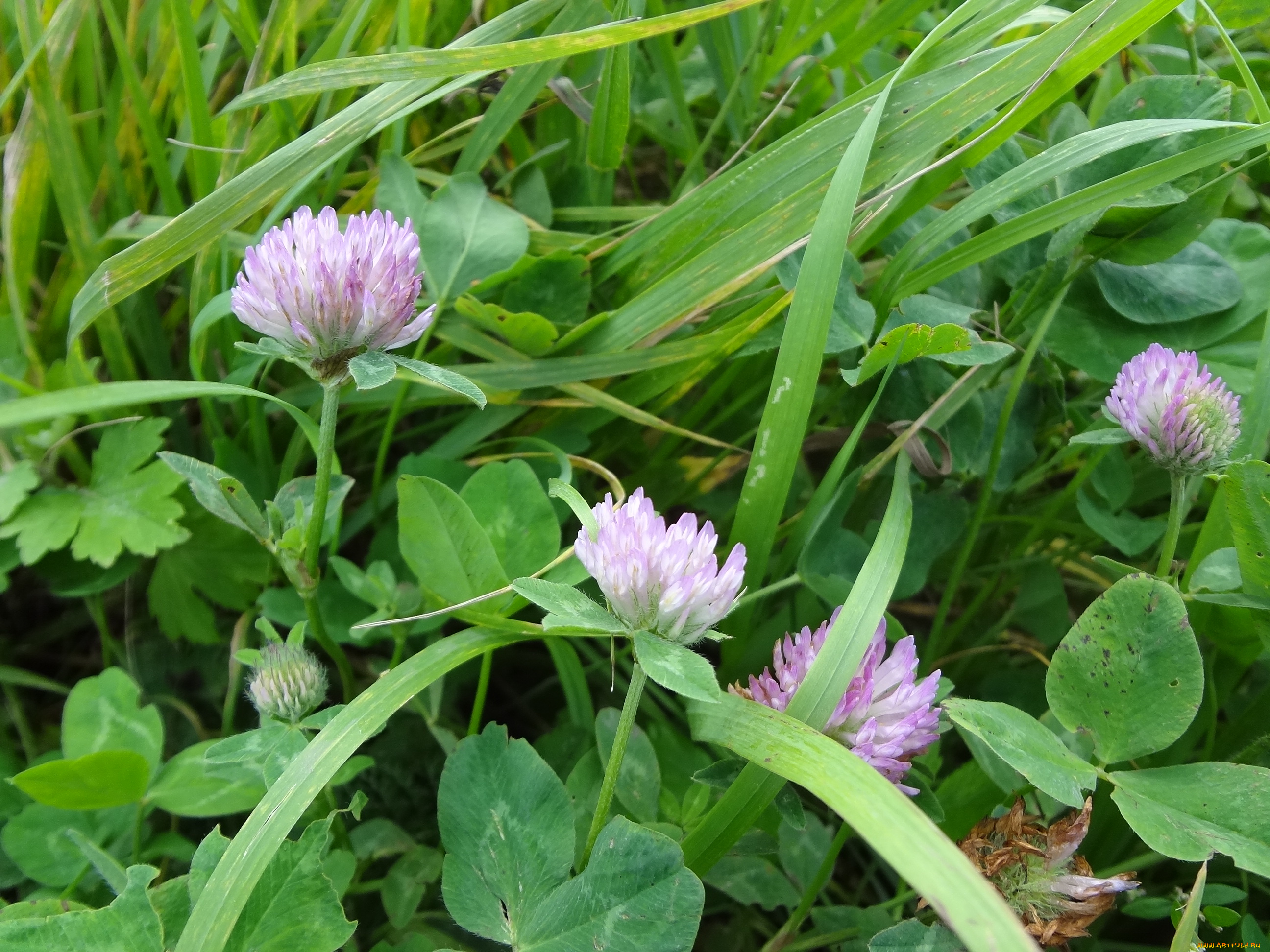 цветы, луговые, полевые, розовые, трава