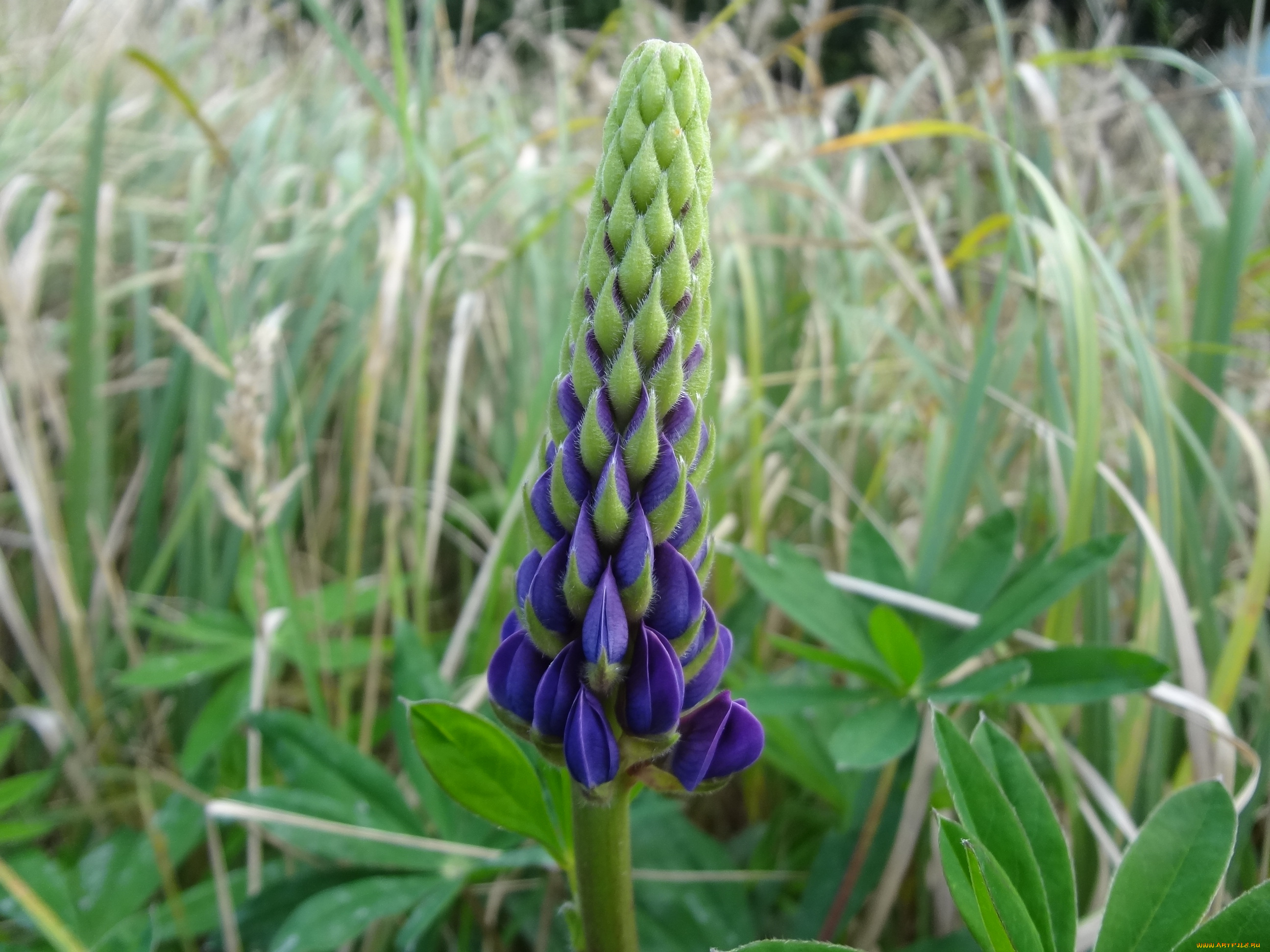 цветы, люпин, полевой, трава, цветок