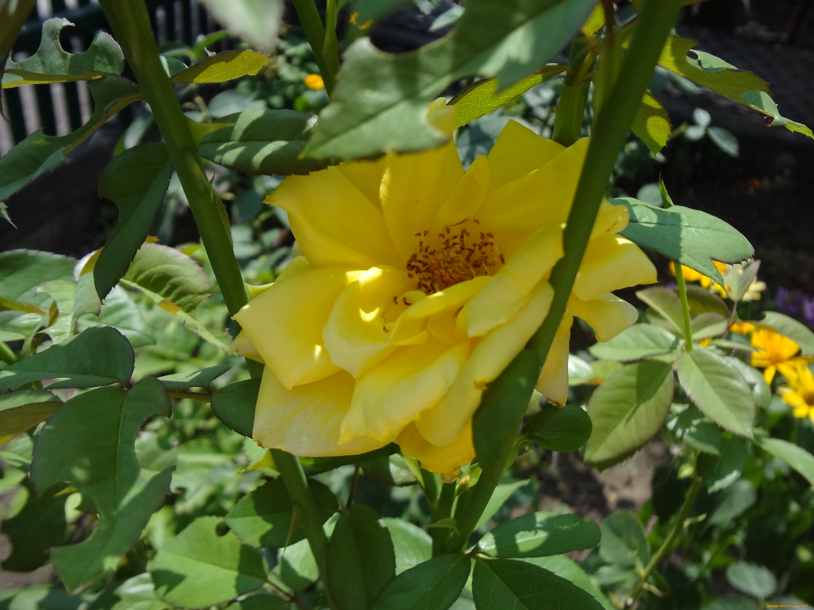 цветы, розы, роза, желтая, стебли