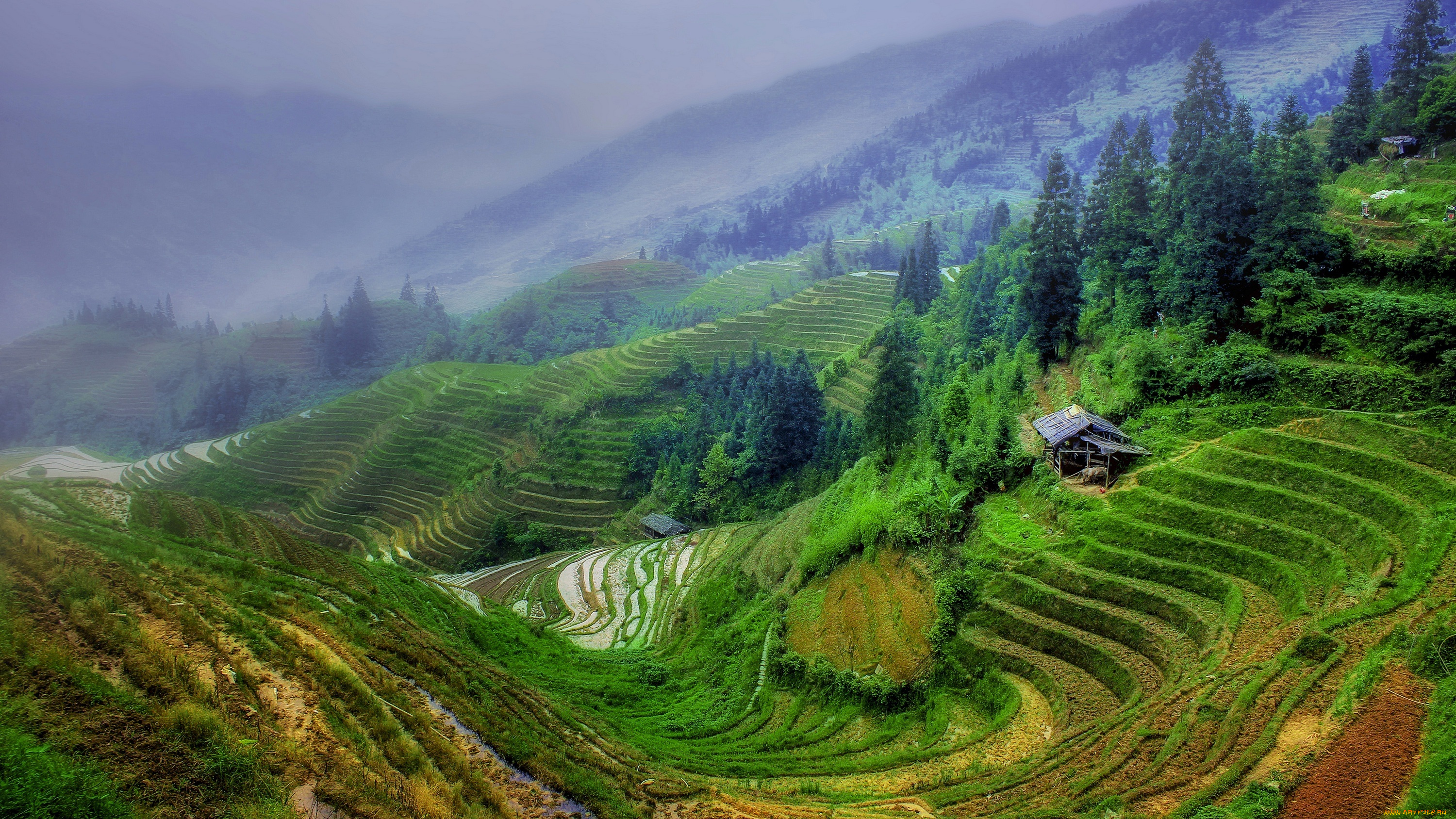 природа, поля, рис