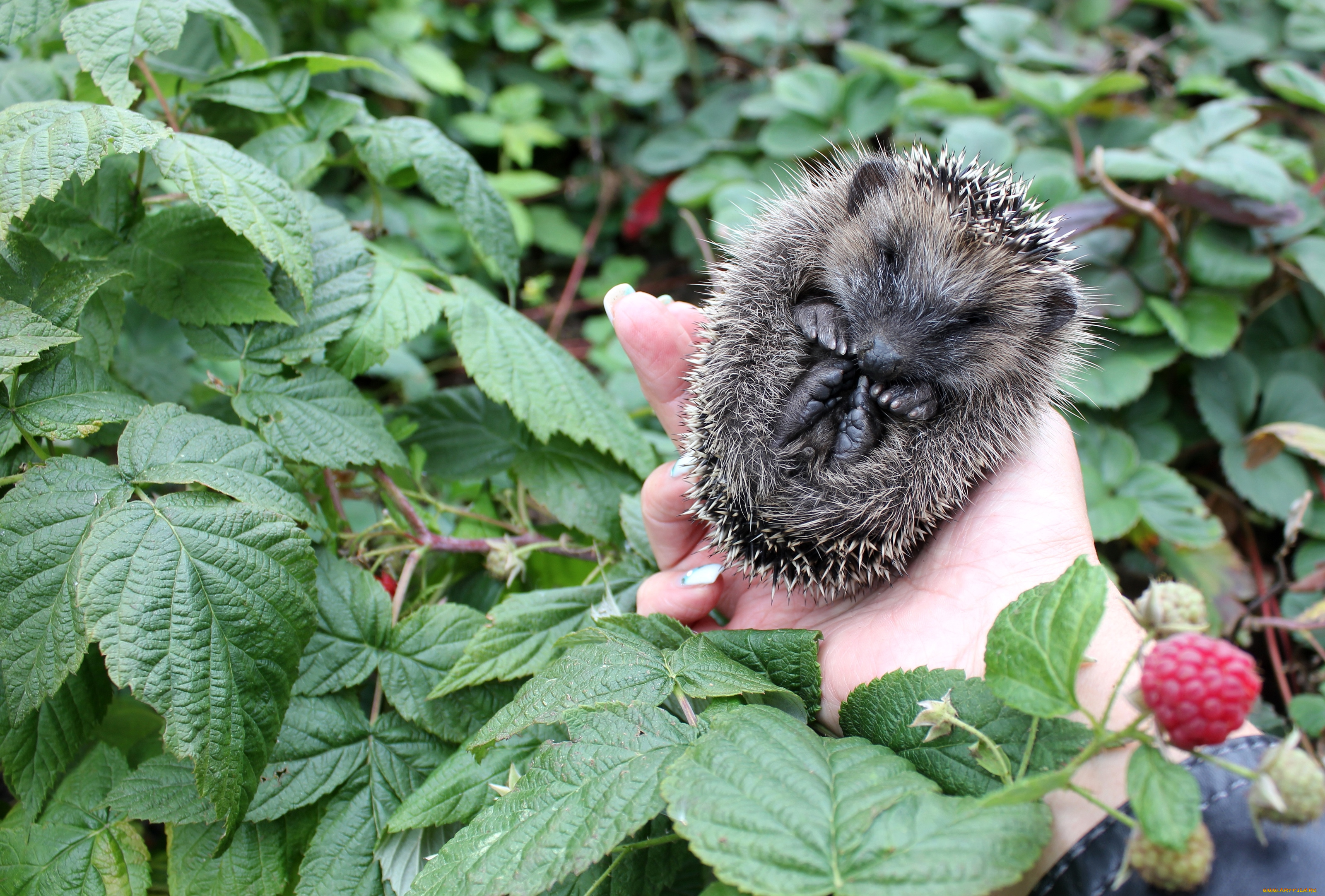 животные, ежи, комочек, колючки