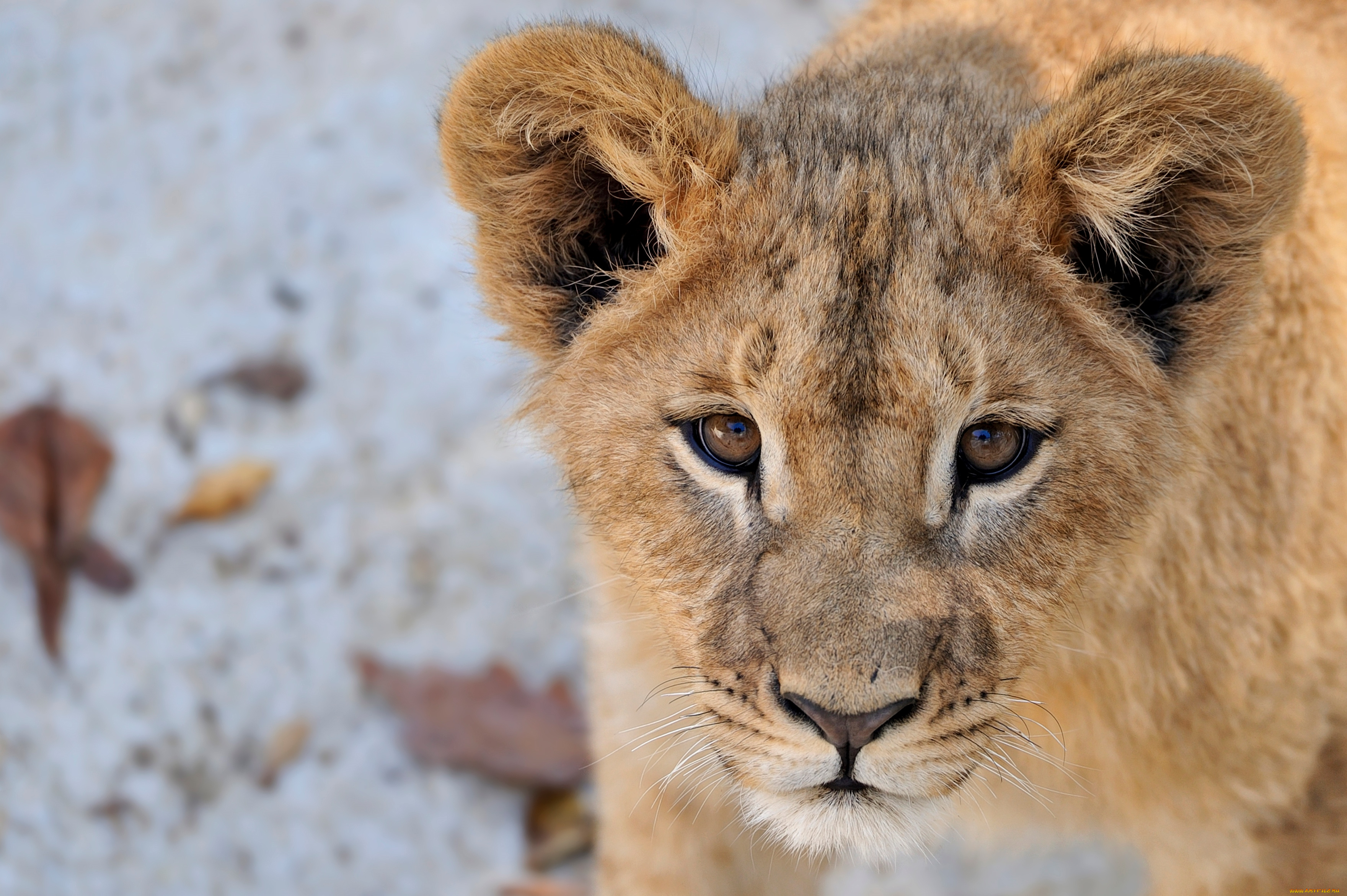 животные, львы, портрет