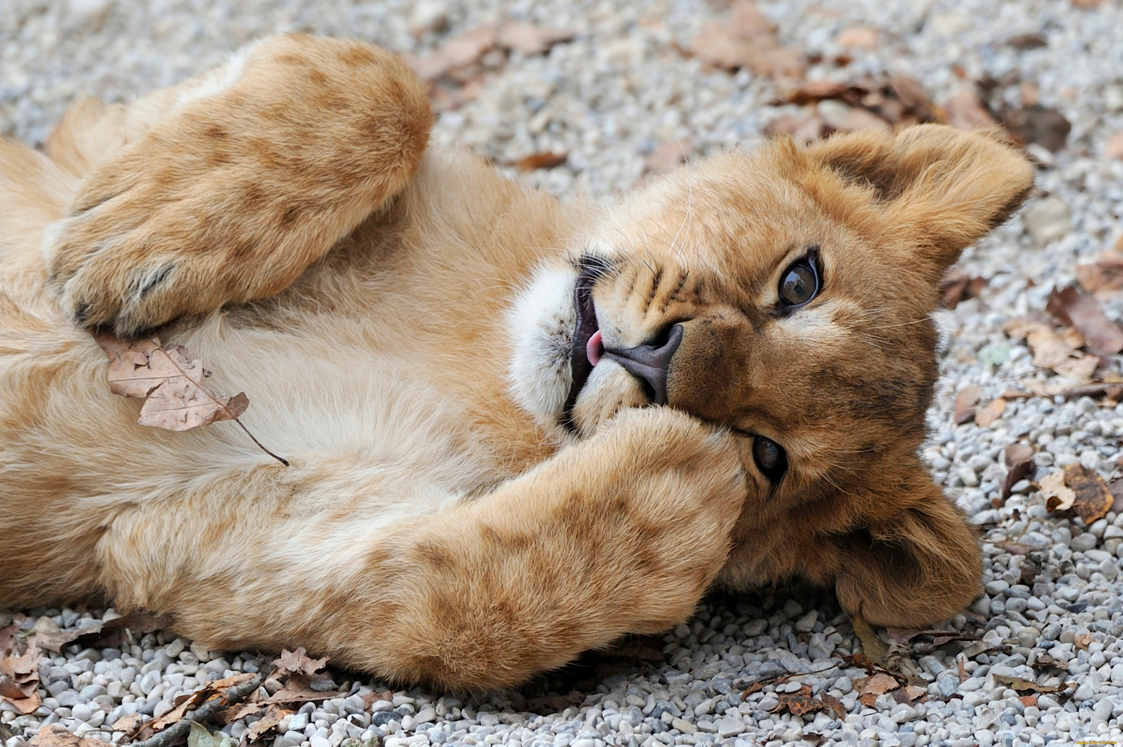 животные, львы, львенок