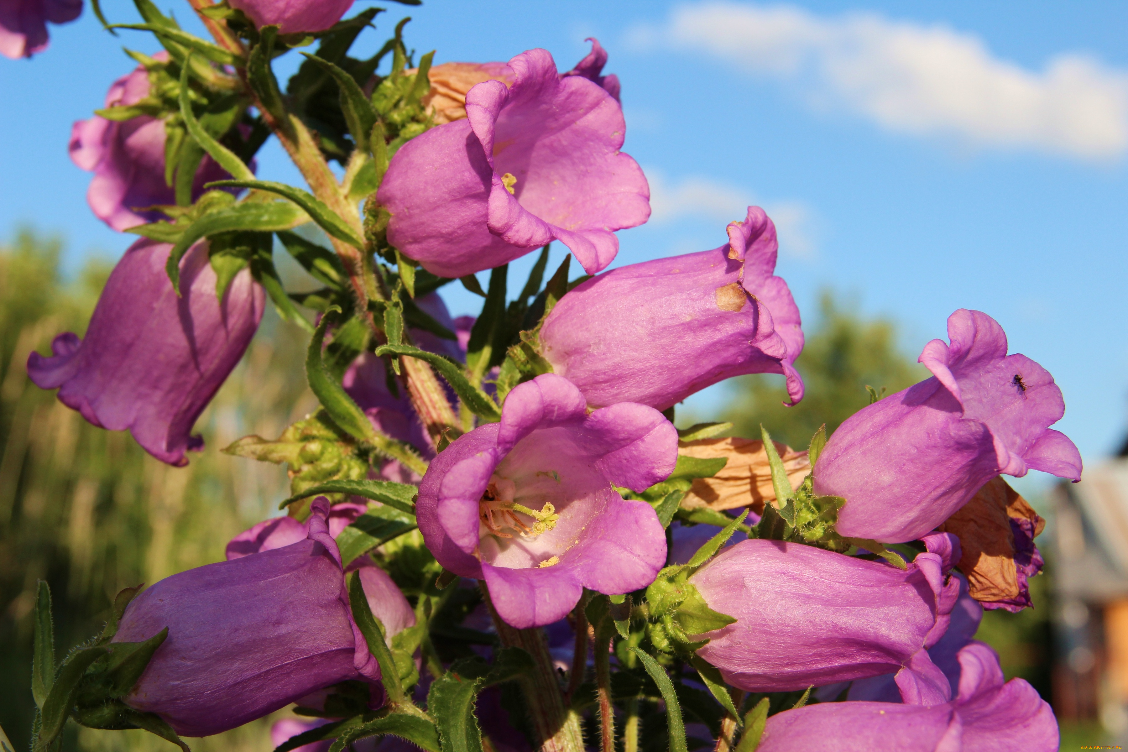 цветы, колокольчики, розовый