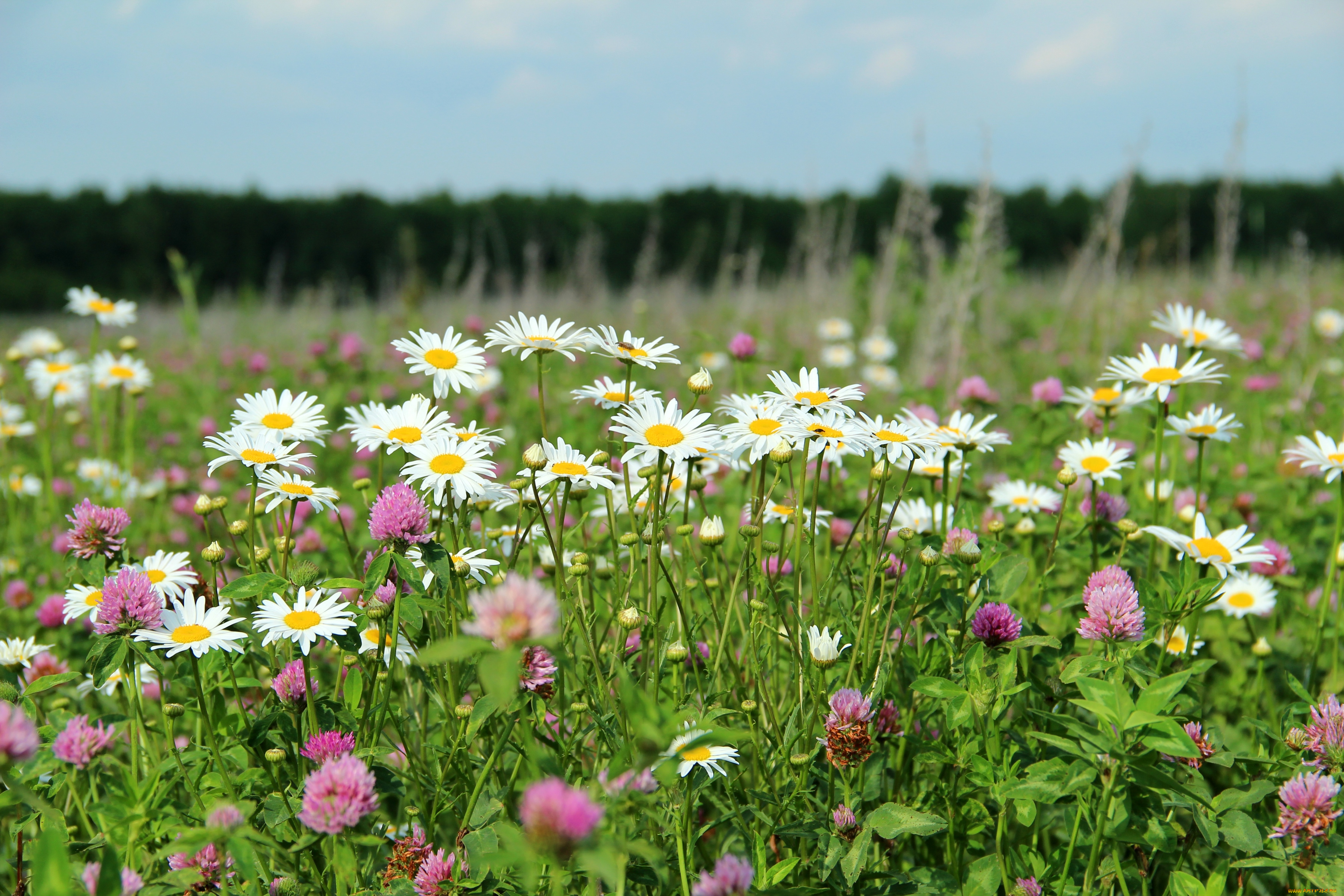 цветы, луговые, полевые, ромашки, клевер, луг