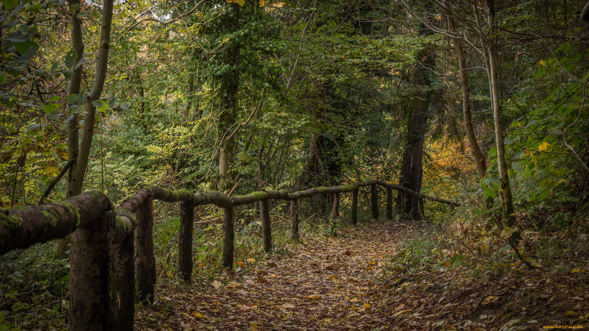 природа, дороги, изгородь, тропинка, лес