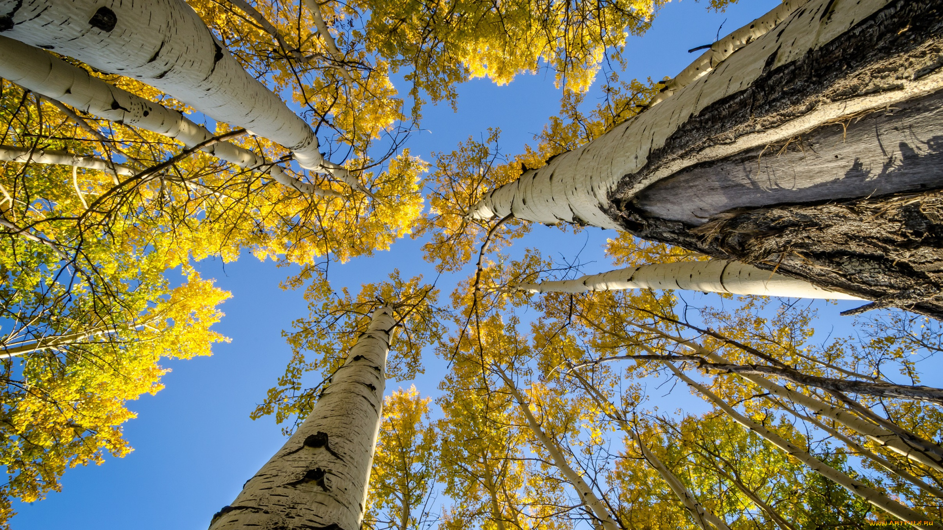 природа, лес, берёзы, небо, деревья, осень, стволы