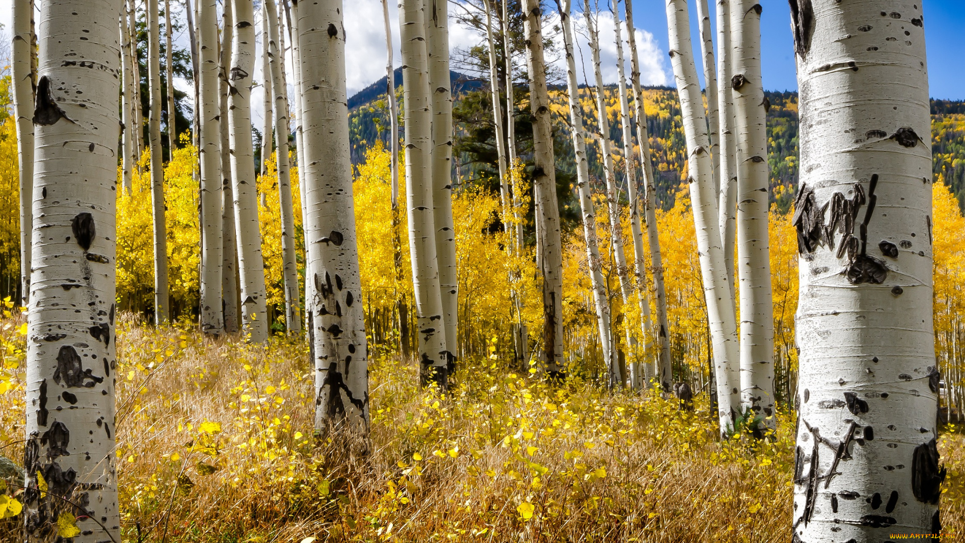природа, лес, осень, деревья, стволы, берёзы, небо