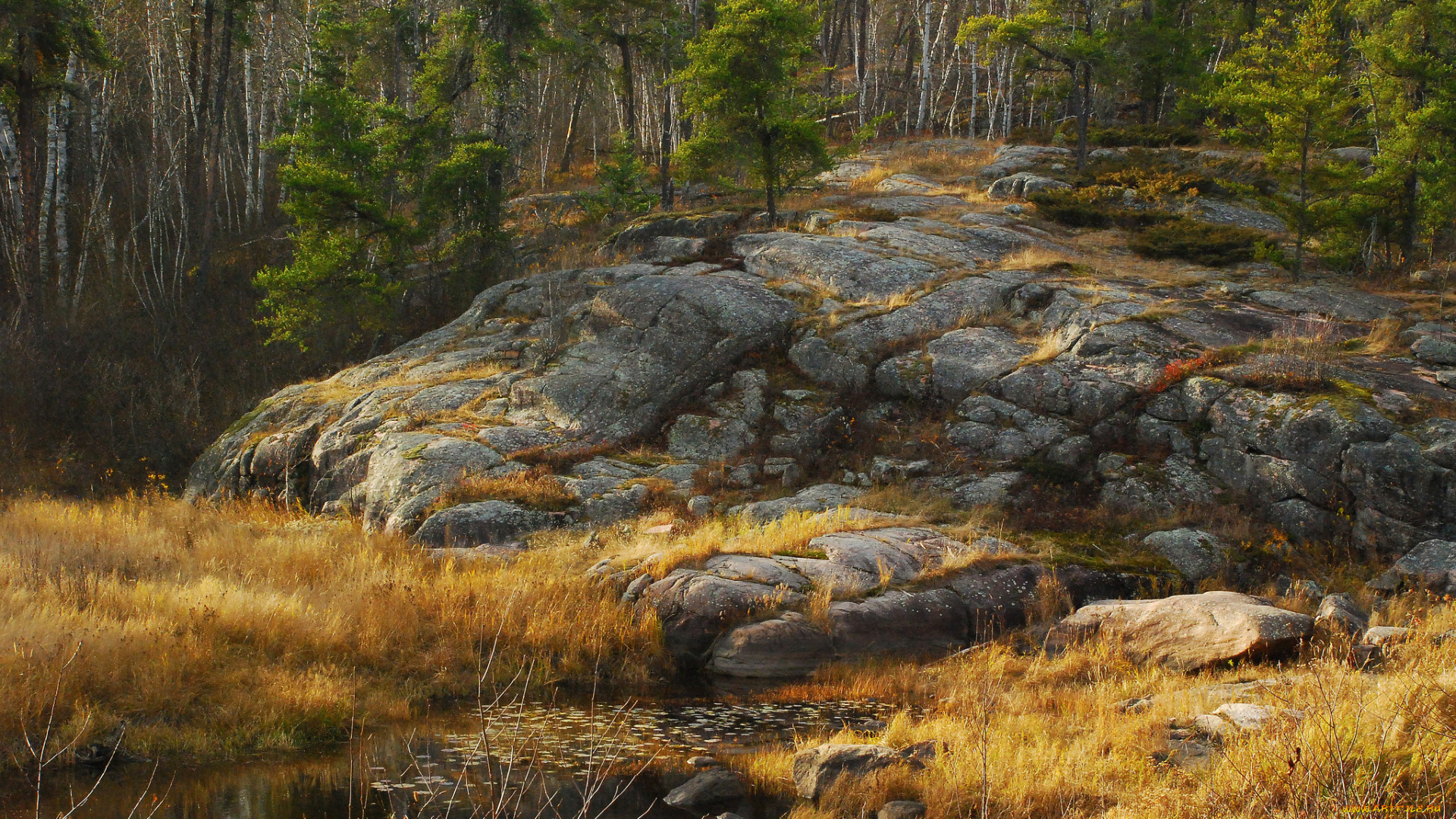 природа, лес, ручей, скалы