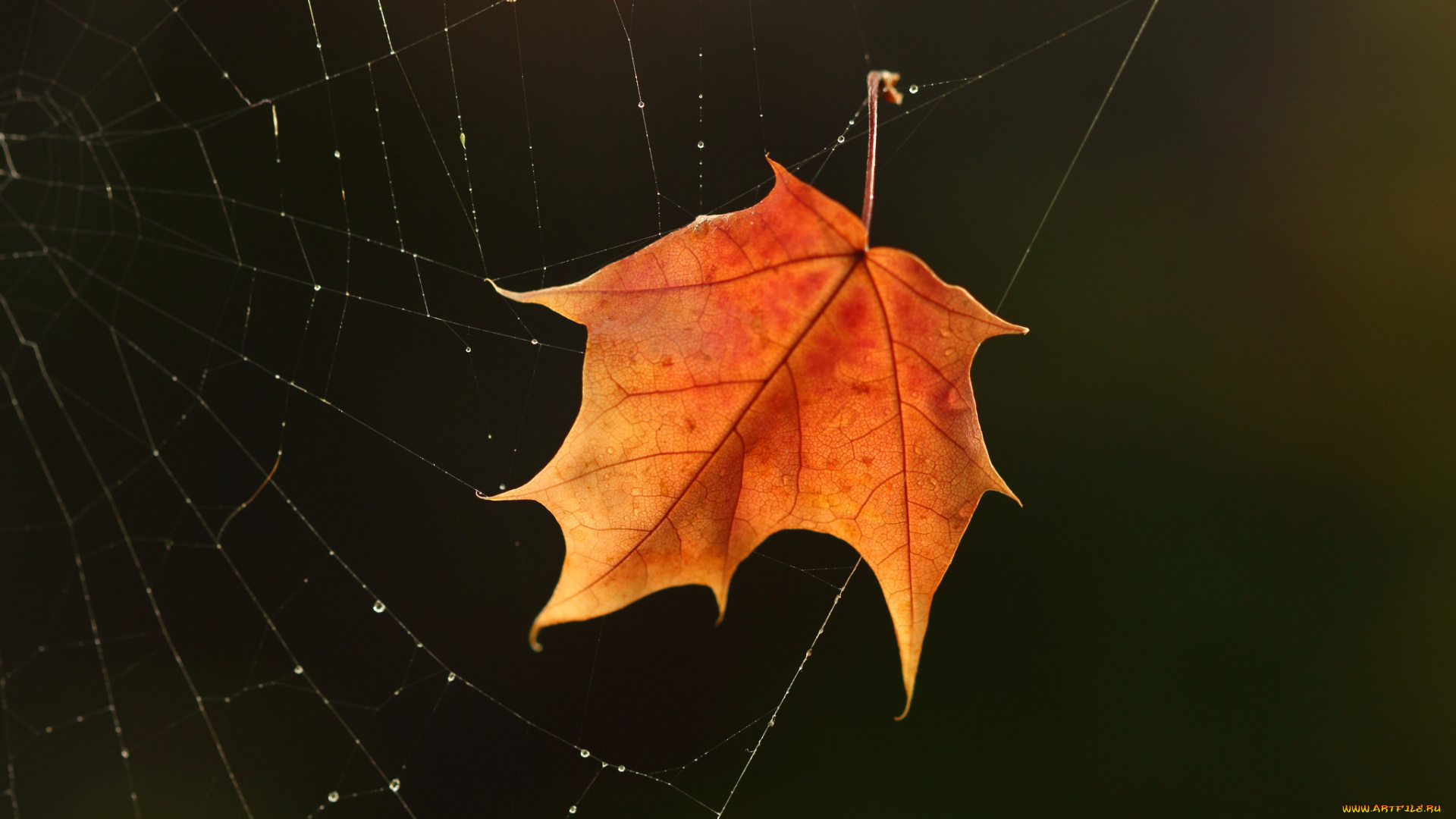 природа, листья, чёрный, фон, осень, лист, паутина