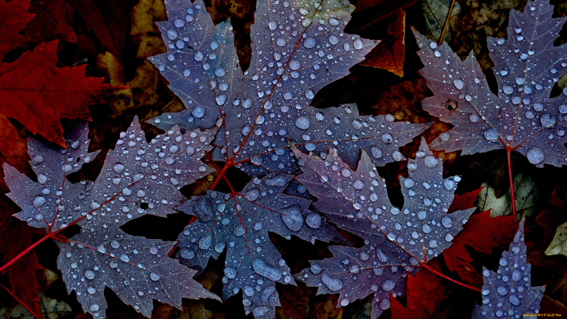 природа, листья, осень, капли, роса, утро