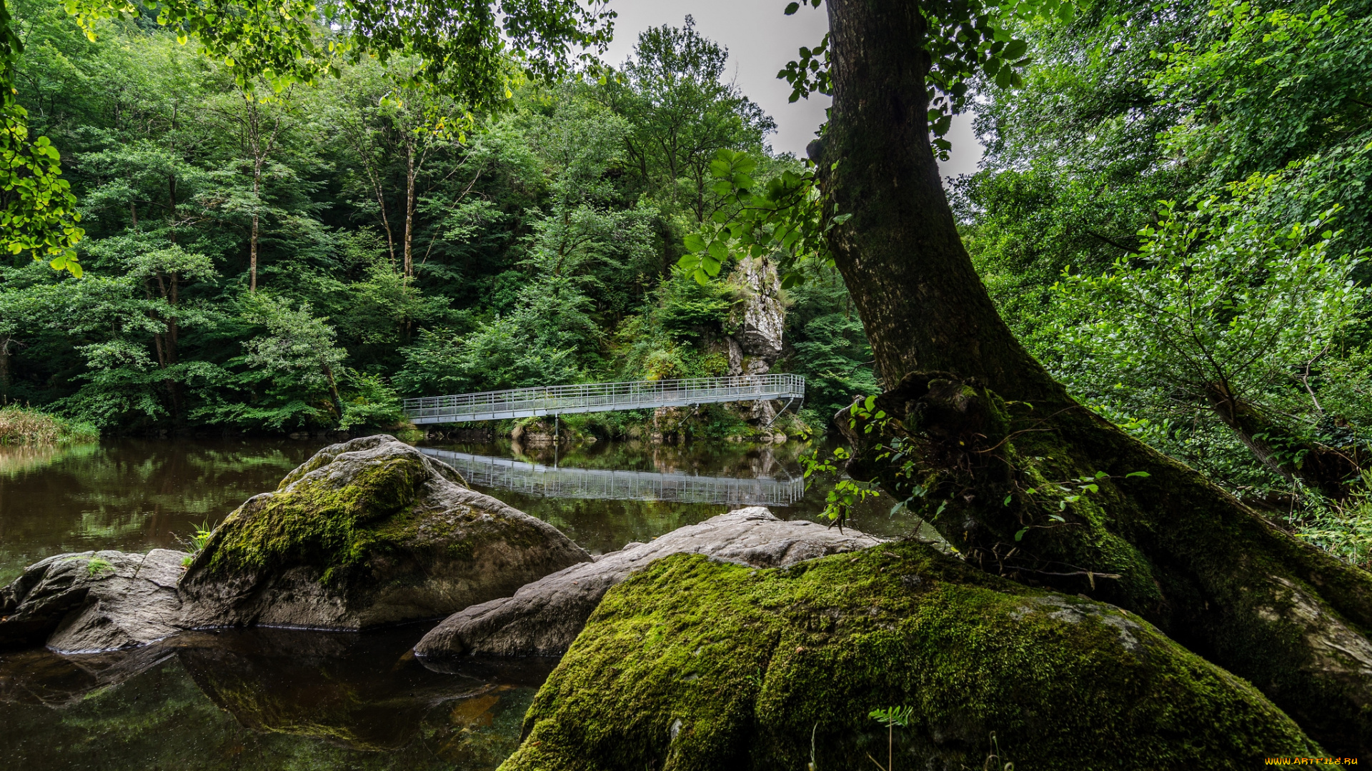 природа, реки, озера, лес, мост, река