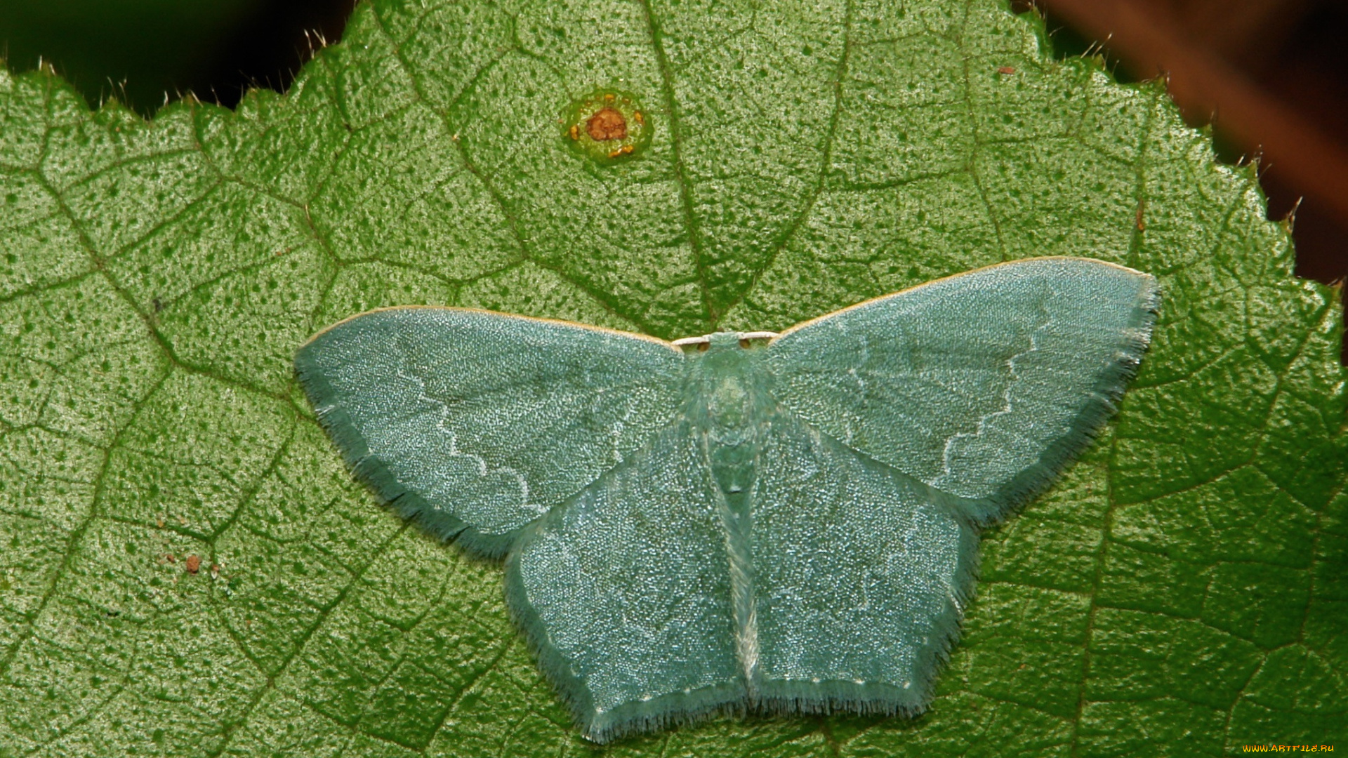 животные, бабочки, , мотыльки, , моли, itchydogimages, макро, моль, лист