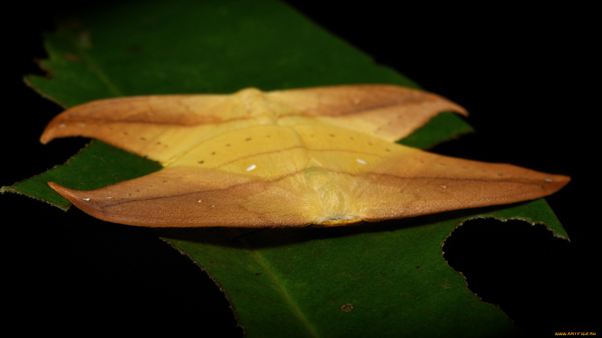 животные, бабочки, , мотыльки, , моли, itchydogimages, макро, мотыльки