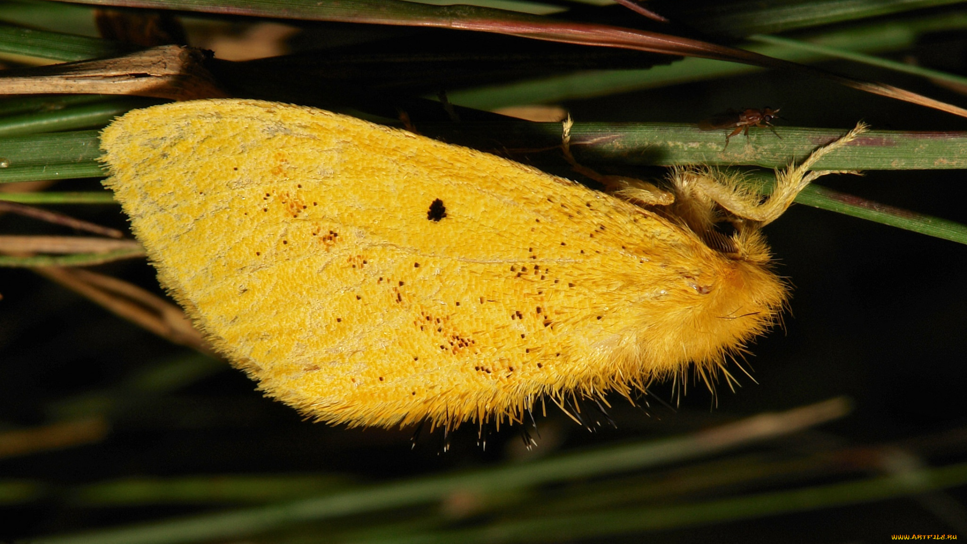 животные, бабочки, , мотыльки, , моли, itchydogimages, макро, моль, трава, жёлтая