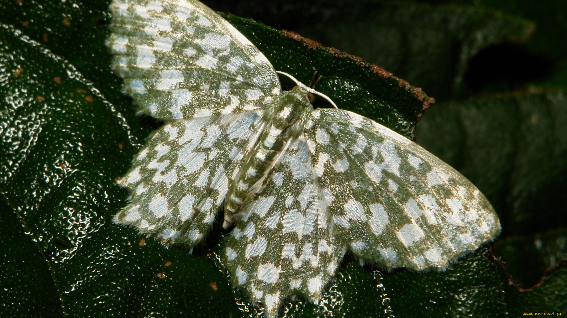 животные, бабочки, , мотыльки, , моли, itchydogimages, макро, насекомое, усики, мотылёк, зелёный