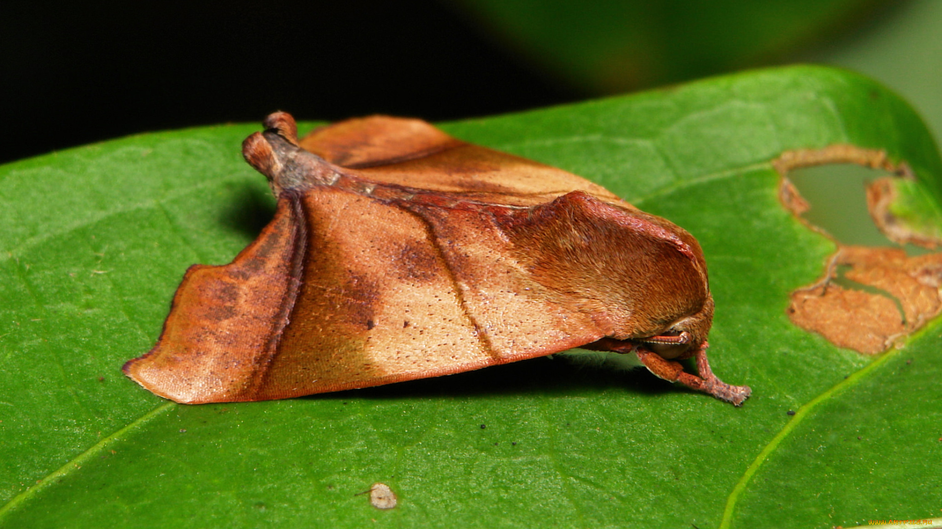 животные, бабочки, , мотыльки, , моли, itchydogimages, макро, моль, мотылёк