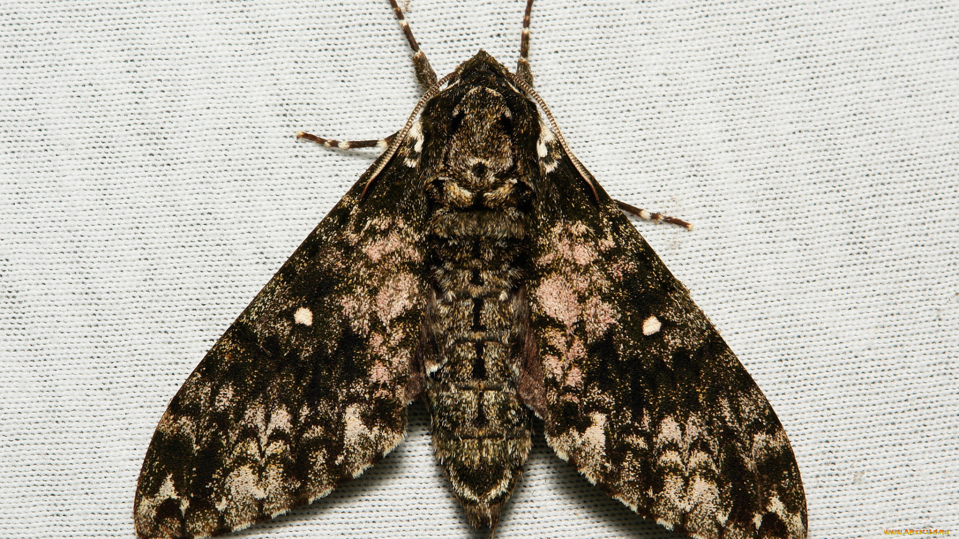 животные, бабочки, , мотыльки, , моли, itchydogimages, макро, вязаное, полотно, моль, крылья