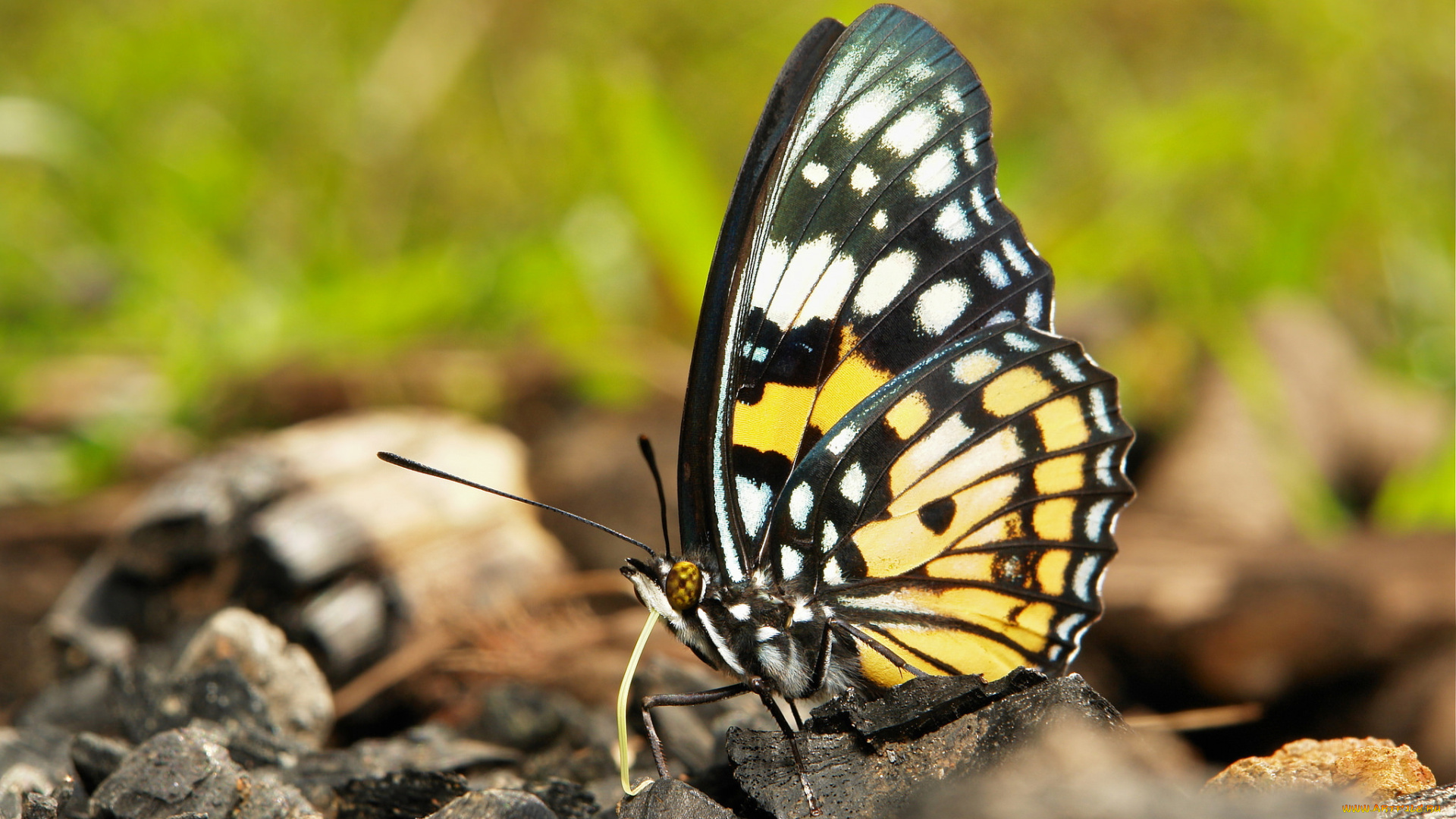 животные, бабочки, , мотыльки, , моли, itchydogimages, макро, бабочка, крылья