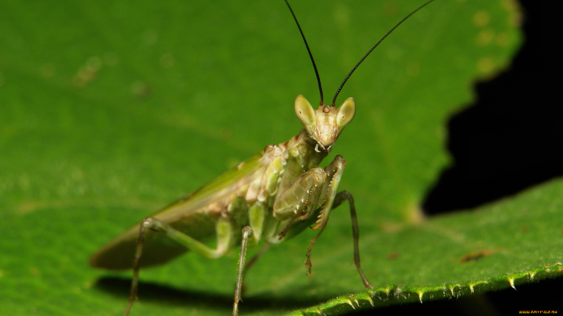 животные, богомолы, itchydogimages, макро, богомол, лист, насекомое, усики