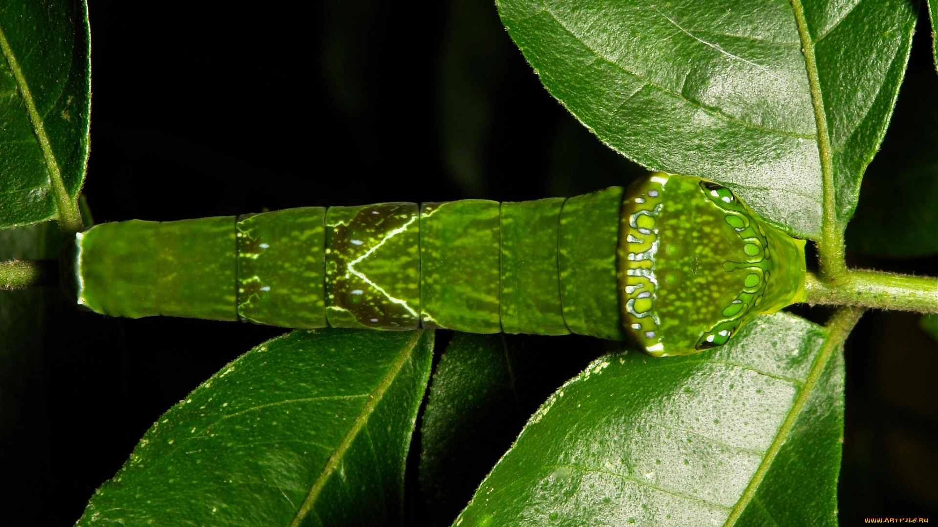 животные, гусеницы, itchydogimages, макро, гусеница, листья