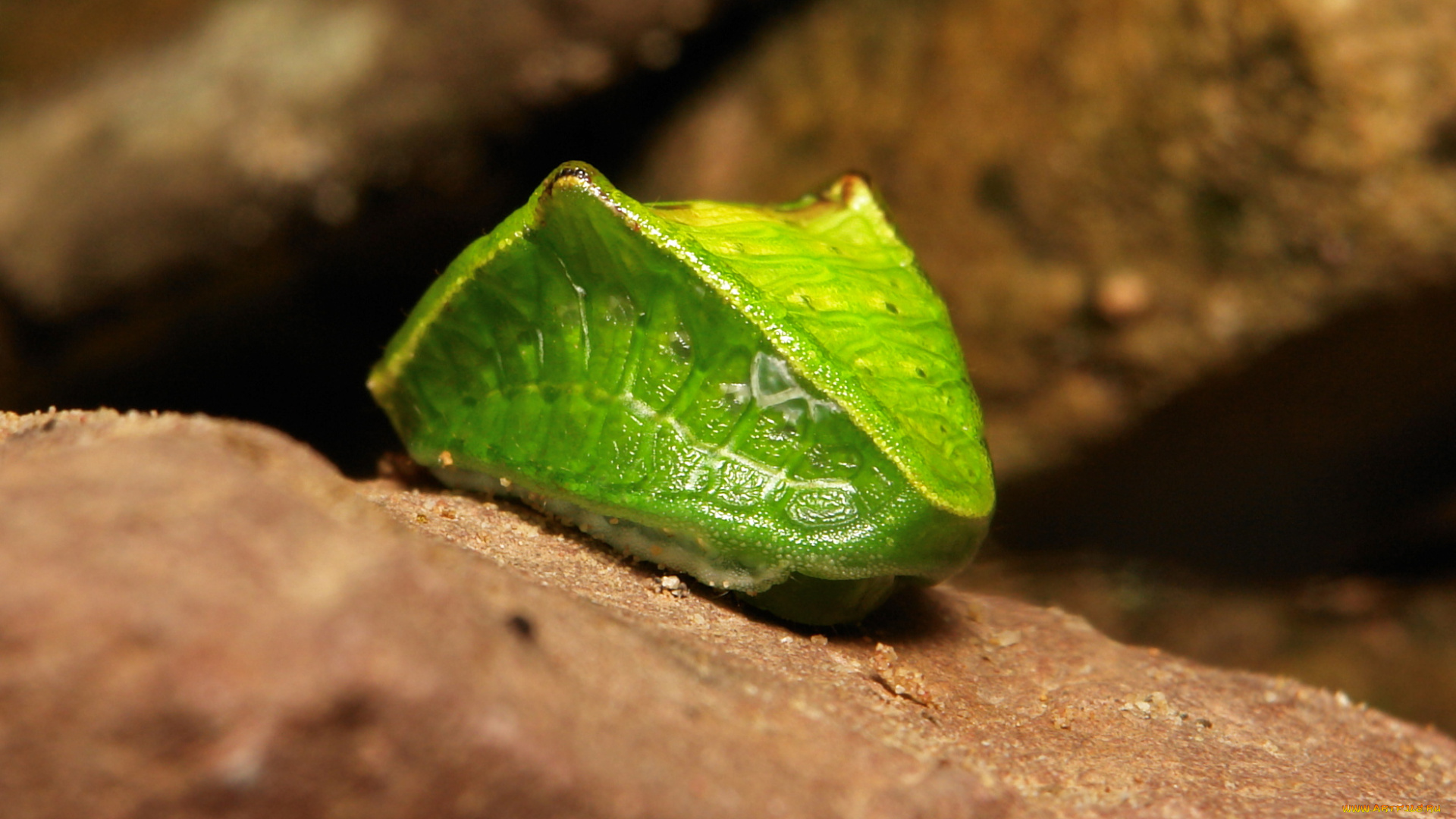 животные, гусеницы, itchydogimages, макро, насекомое