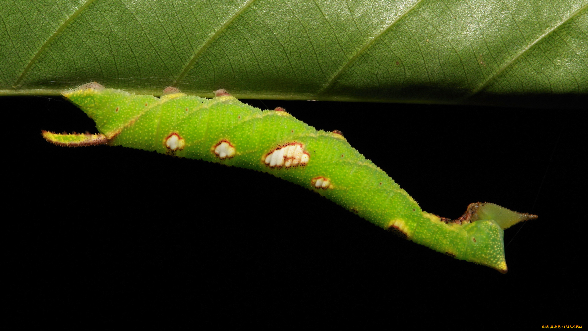 животные, гусеницы, itchydogimages, макро, лист, гусеница