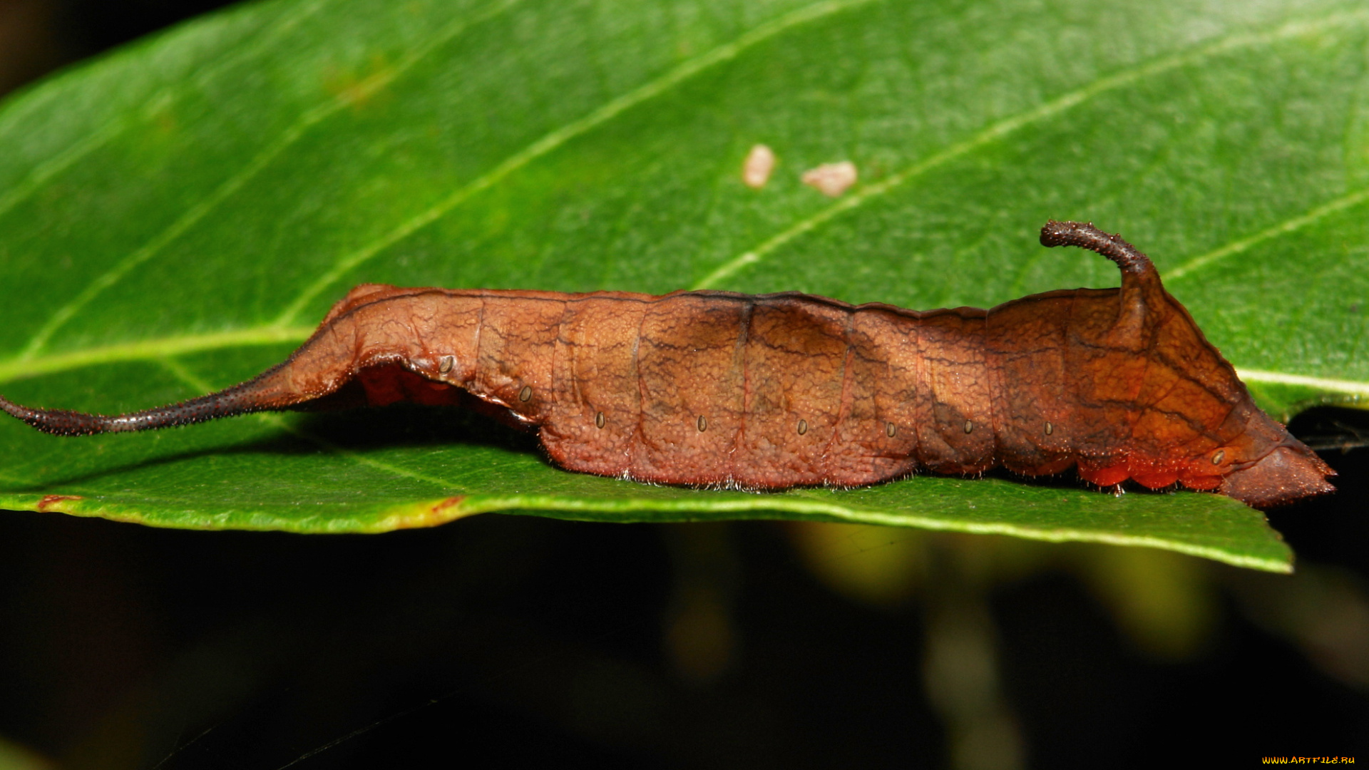 животные, гусеницы, itchydogimages, макро, насекомое, лист, гусеница, необычная