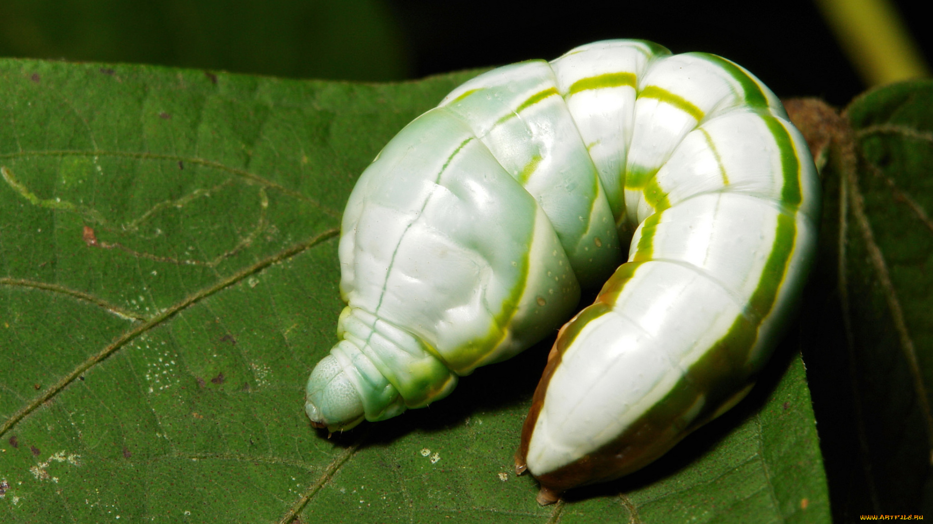 животные, гусеницы, itchydogimages, макро, гусеница, лист