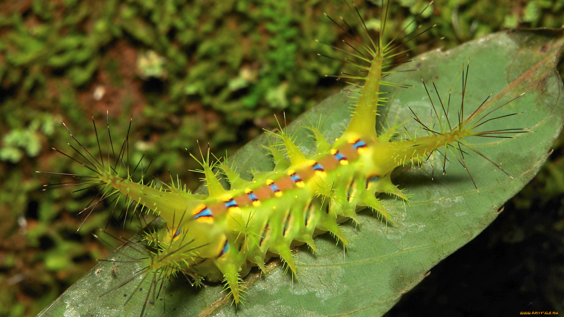животные, гусеницы, itchydogimages, макро, гусеница, лист