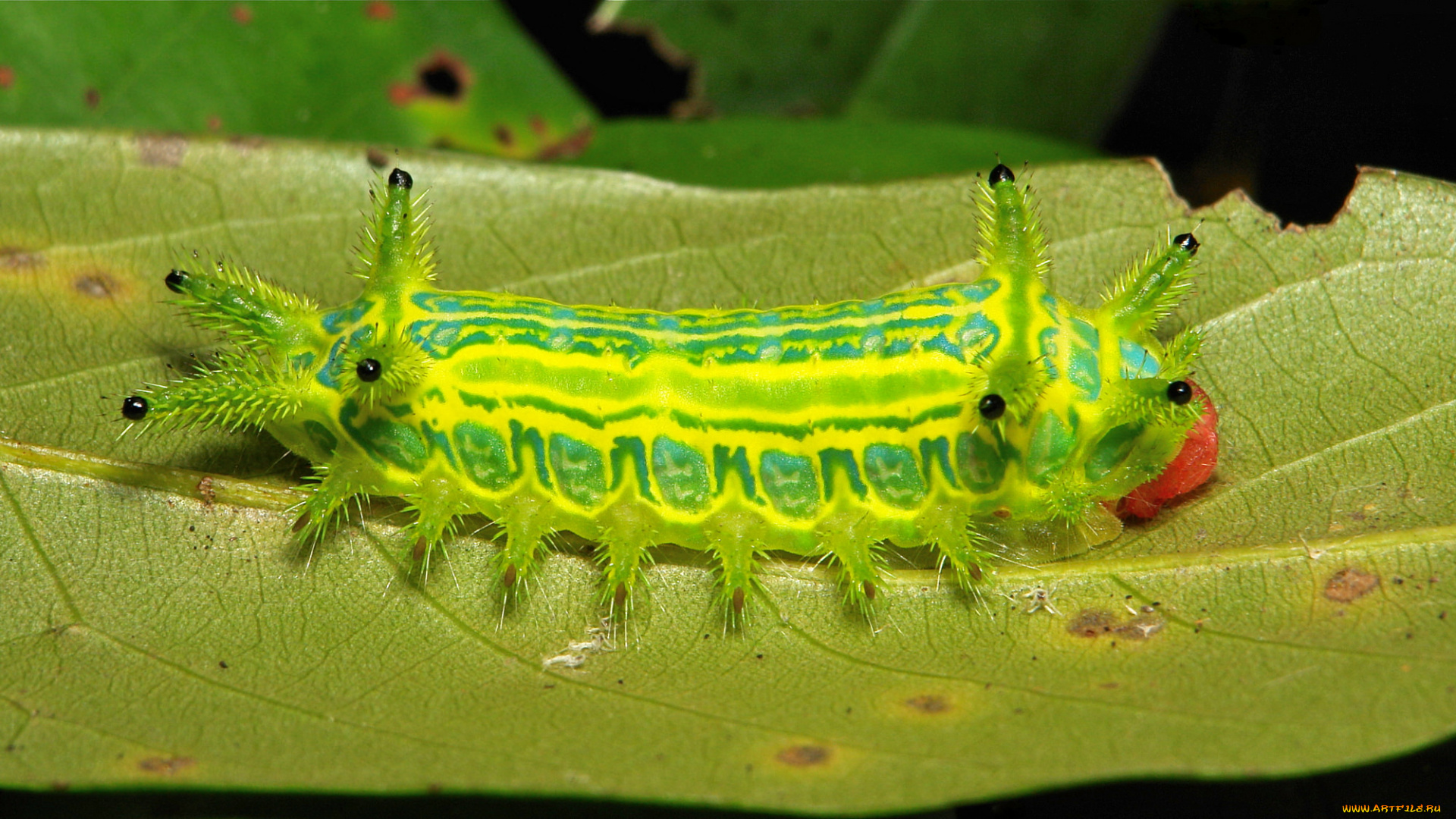 животные, гусеницы, itchydogimages, макро, лист, гусеница