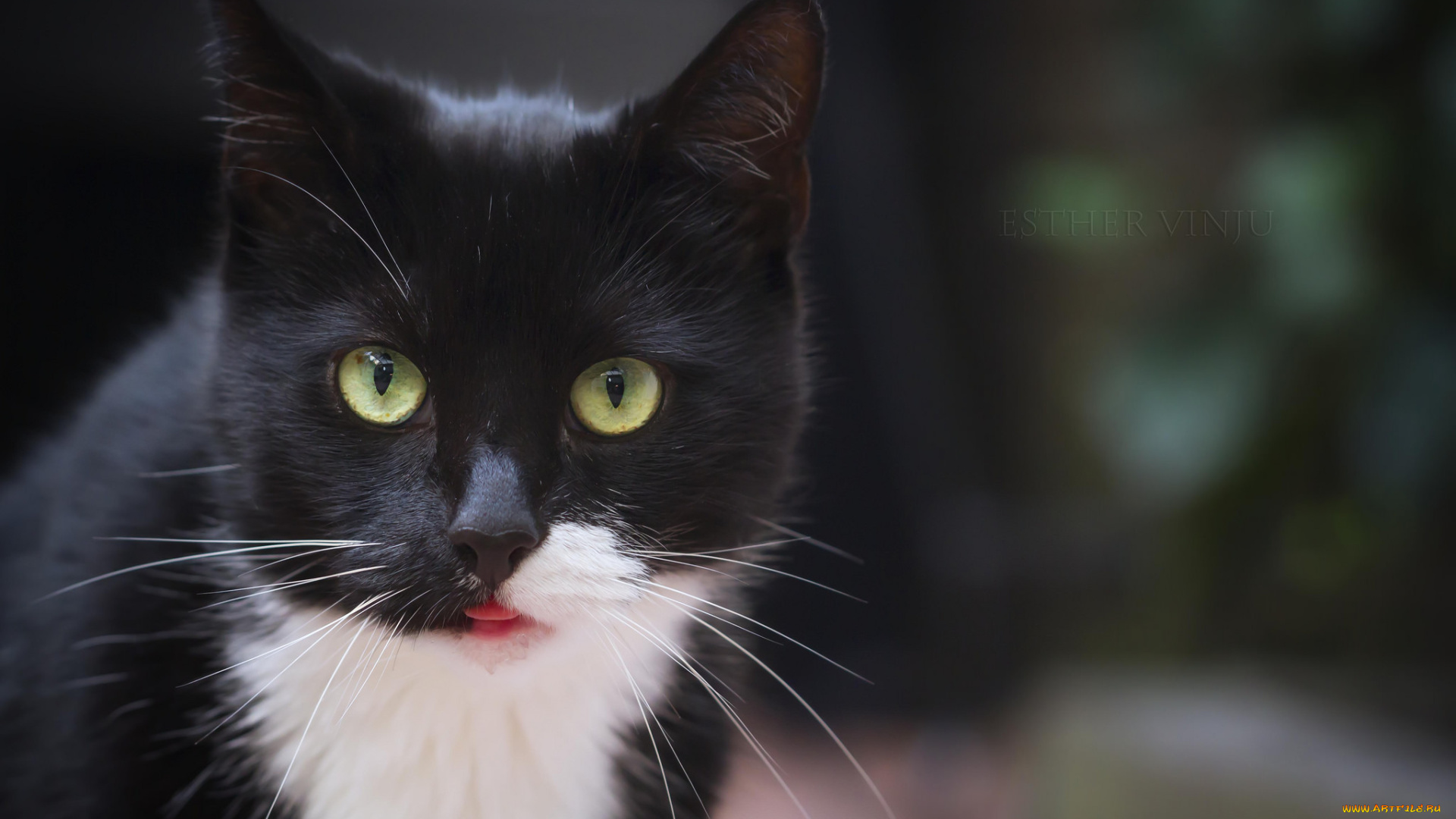 животные, коты, киса, кошка, кот, коте, взгляд, усы, ушки, жёлтые, глаза