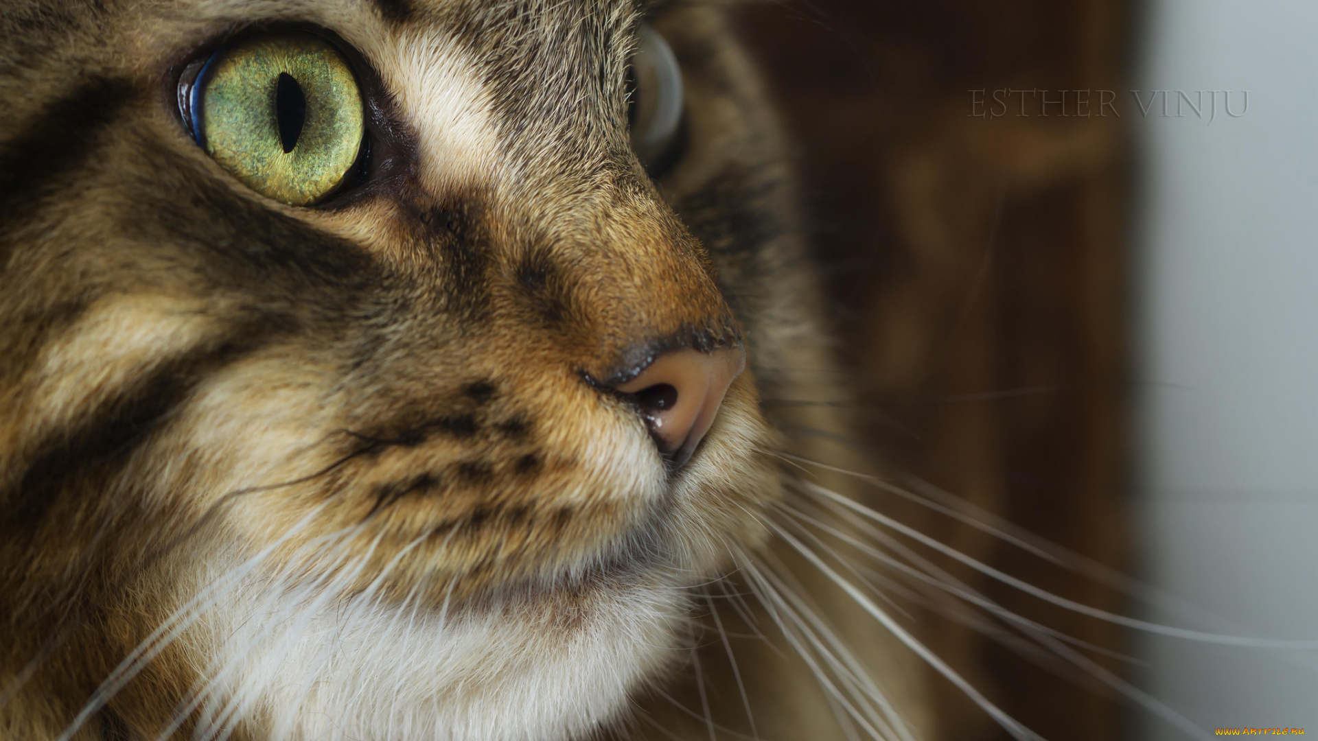 животные, коты, киса, коте, взгляд, усы, ушки, портрет