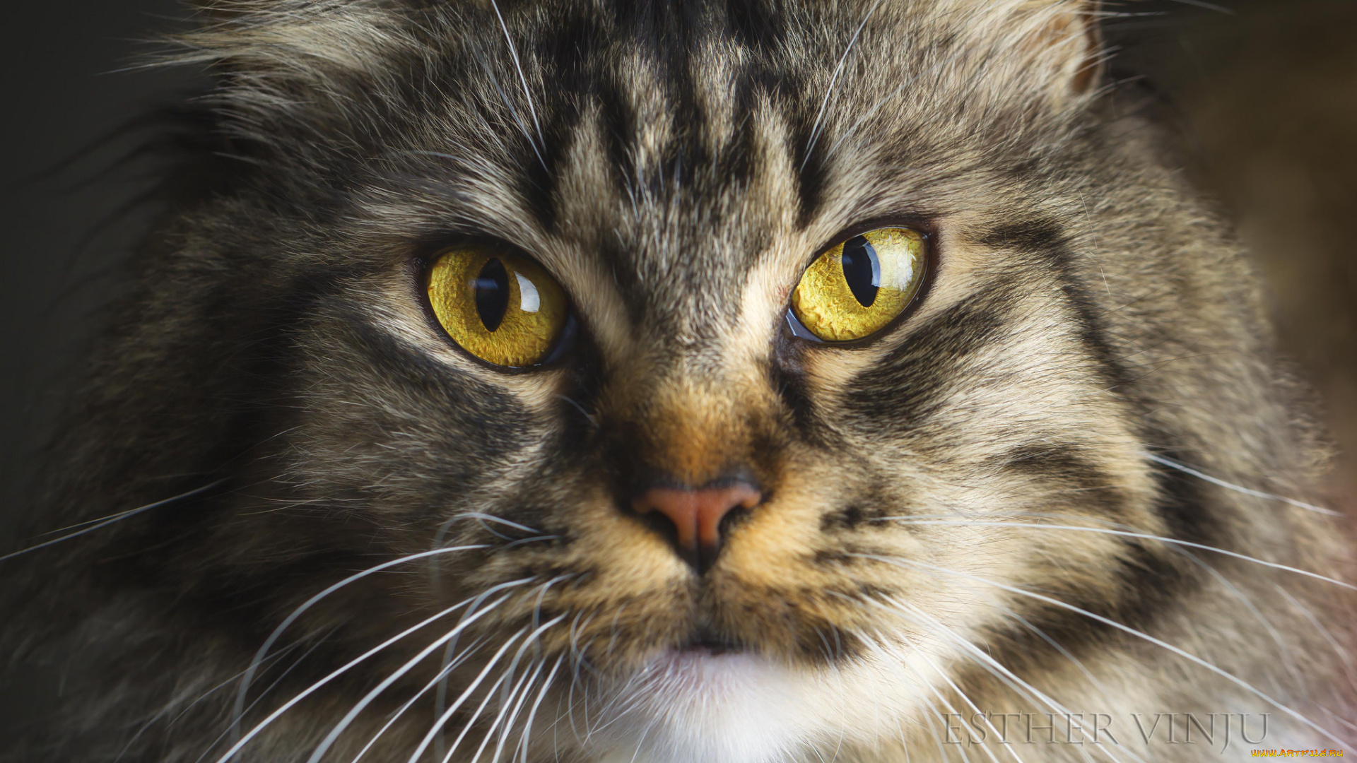 животные, коты, киса, коте, взгляд, усы, ушки, портрет